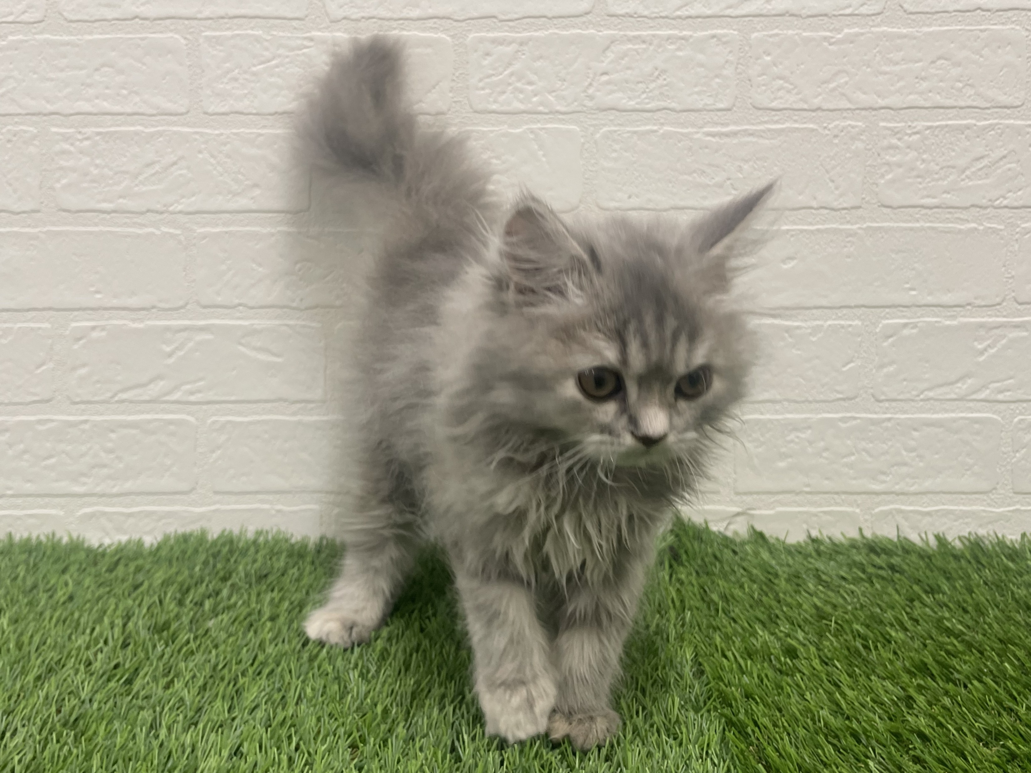 東京都のサイベリアン (ワンニャンハウス赤羽店/2025年9月20日生まれ/女の子/ブルークリーム)の子猫の3枚目の画像