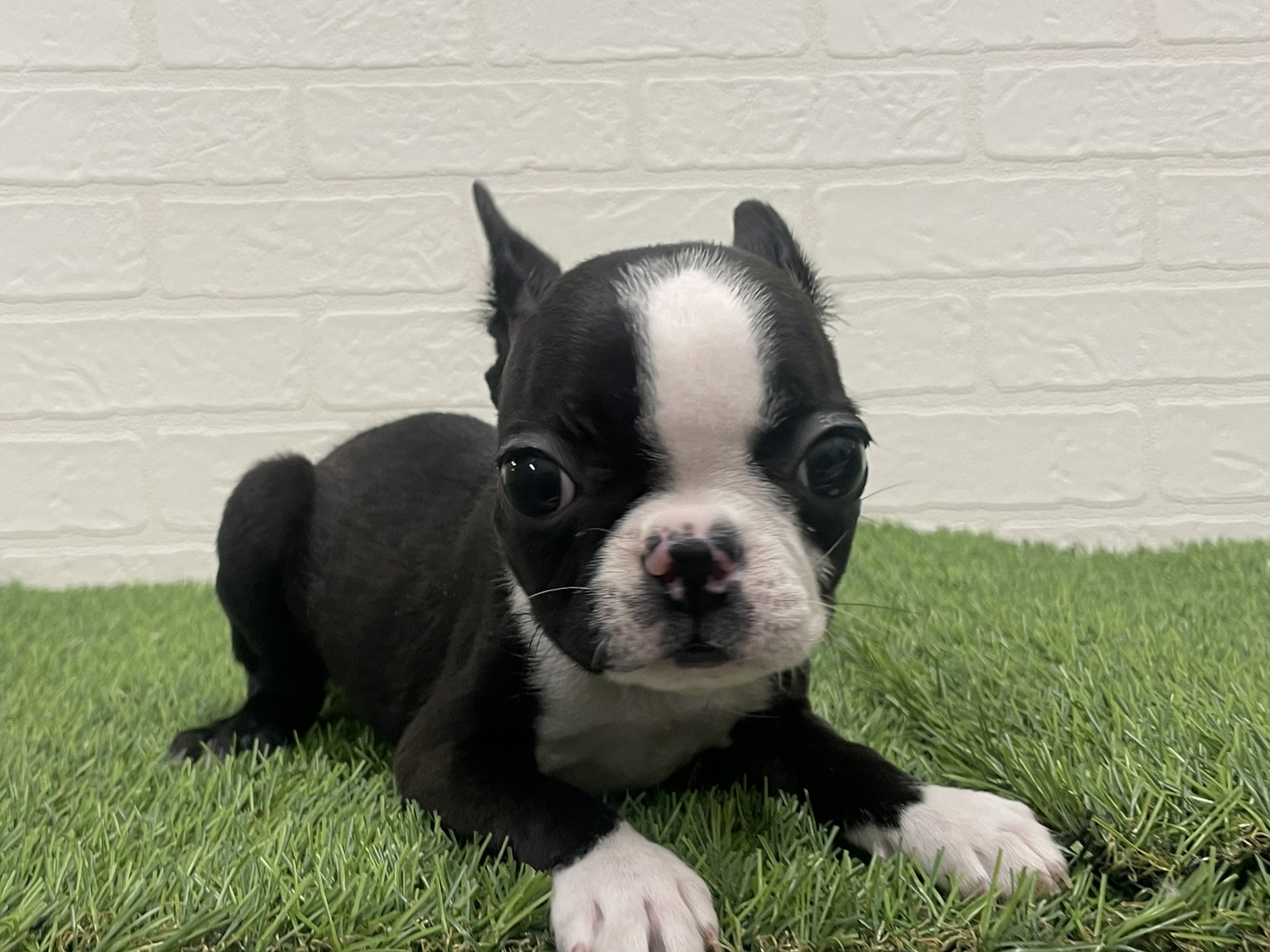 東京都のボストンテリア (ワンニャンハウス赤羽店/2025年10月22日生まれ/女の子/ボストンカラー)の子犬の2枚目の画像