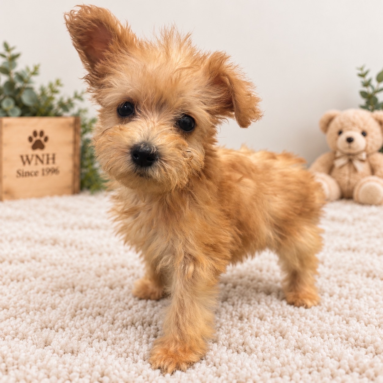 東京都のハーフ犬・ミックス犬 (ワンニャンハウス赤羽店/2026年8月9日生まれ/女の子/アプリコット)の子犬の1枚目の画像