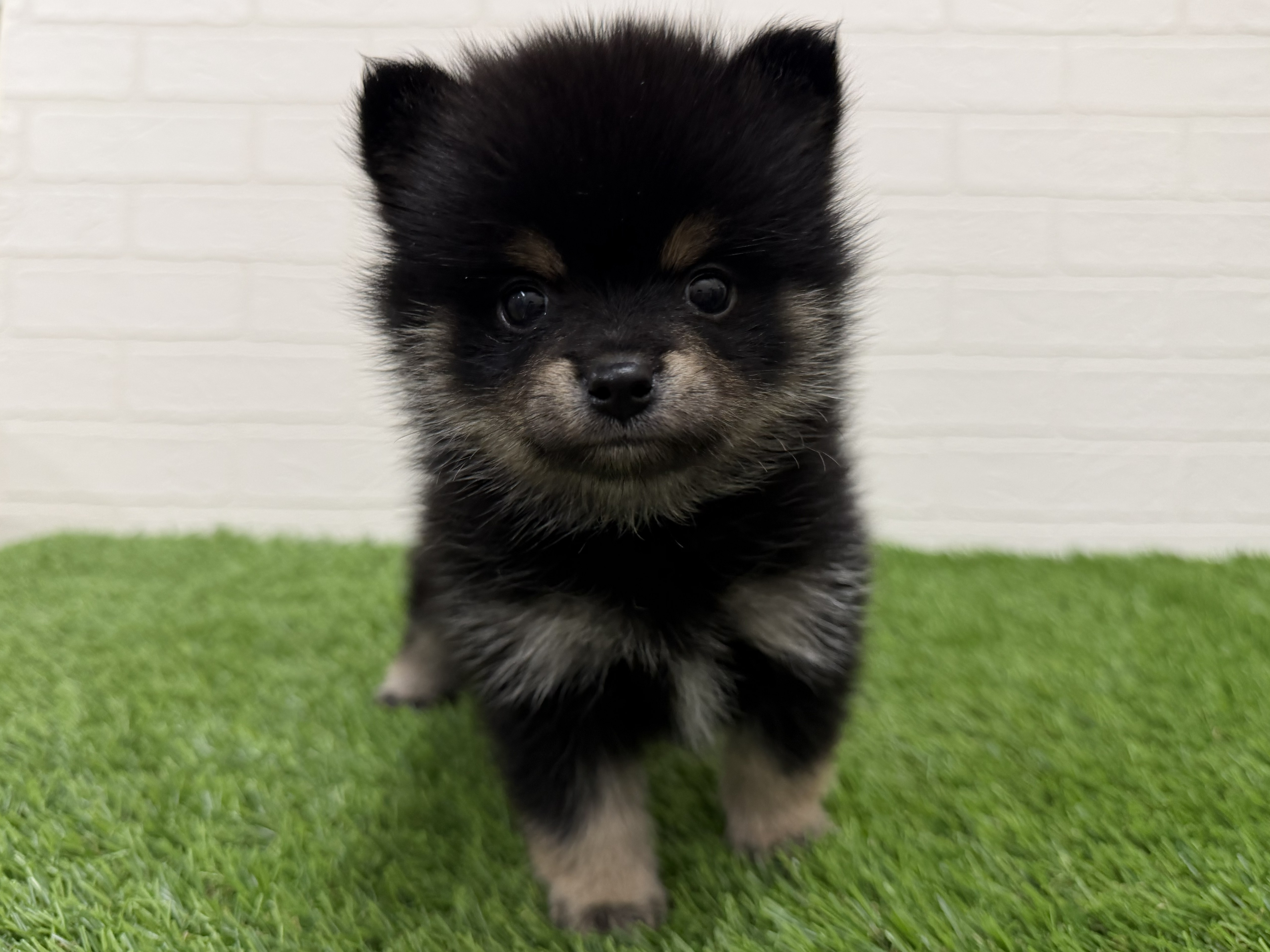 東京都のポメ柴/豆ポメ/ポメ豆柴(ポメラニアン×柴犬) (ワンニャンハウス赤羽店/2026年2月4日生まれ/女の子/黒)の子犬の1枚目の画像