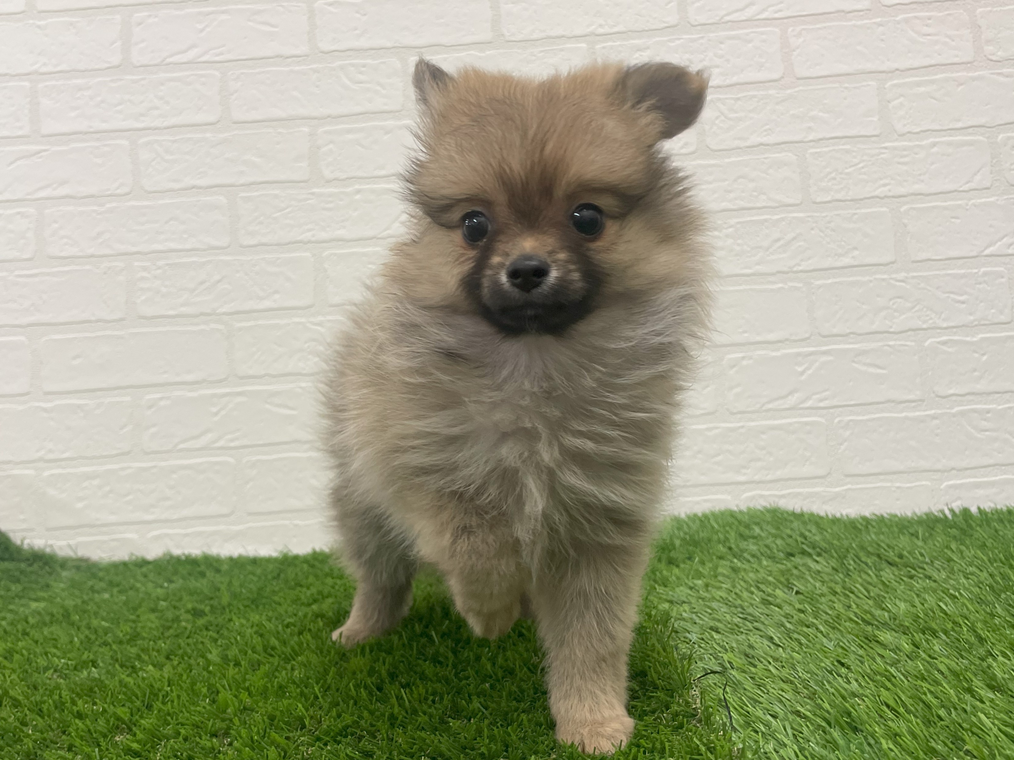 東京都のハーフ犬・ミックス犬 (ワンニャンハウス赤羽店/2025年7月20日生まれ/女の子/フォーン)の子犬の3枚目の画像