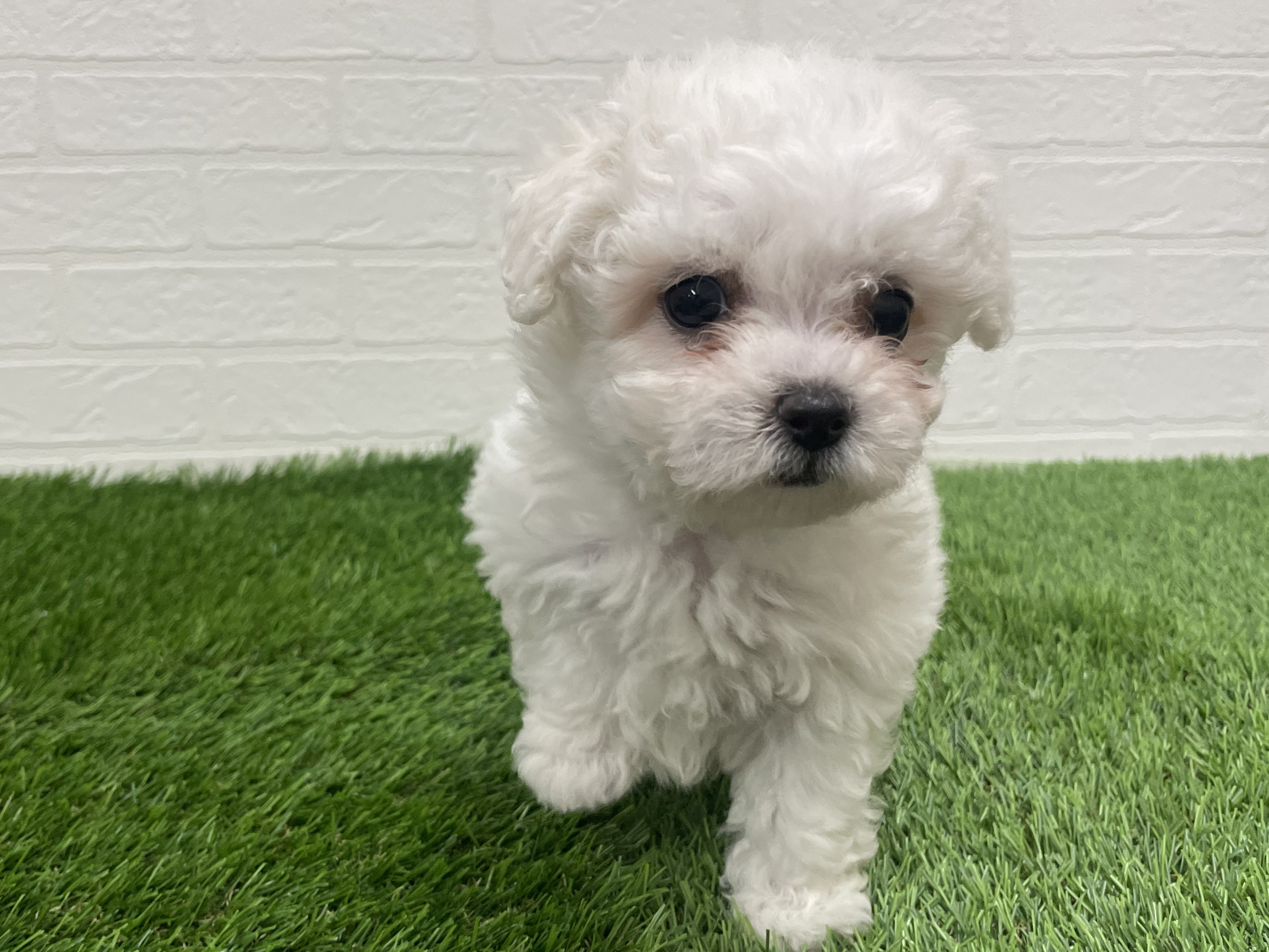 東京都のビションフリーゼ (ワンニャンハウス赤羽店/2025年8月26日生まれ/女の子/ホワイト)の子犬の3枚目の画像