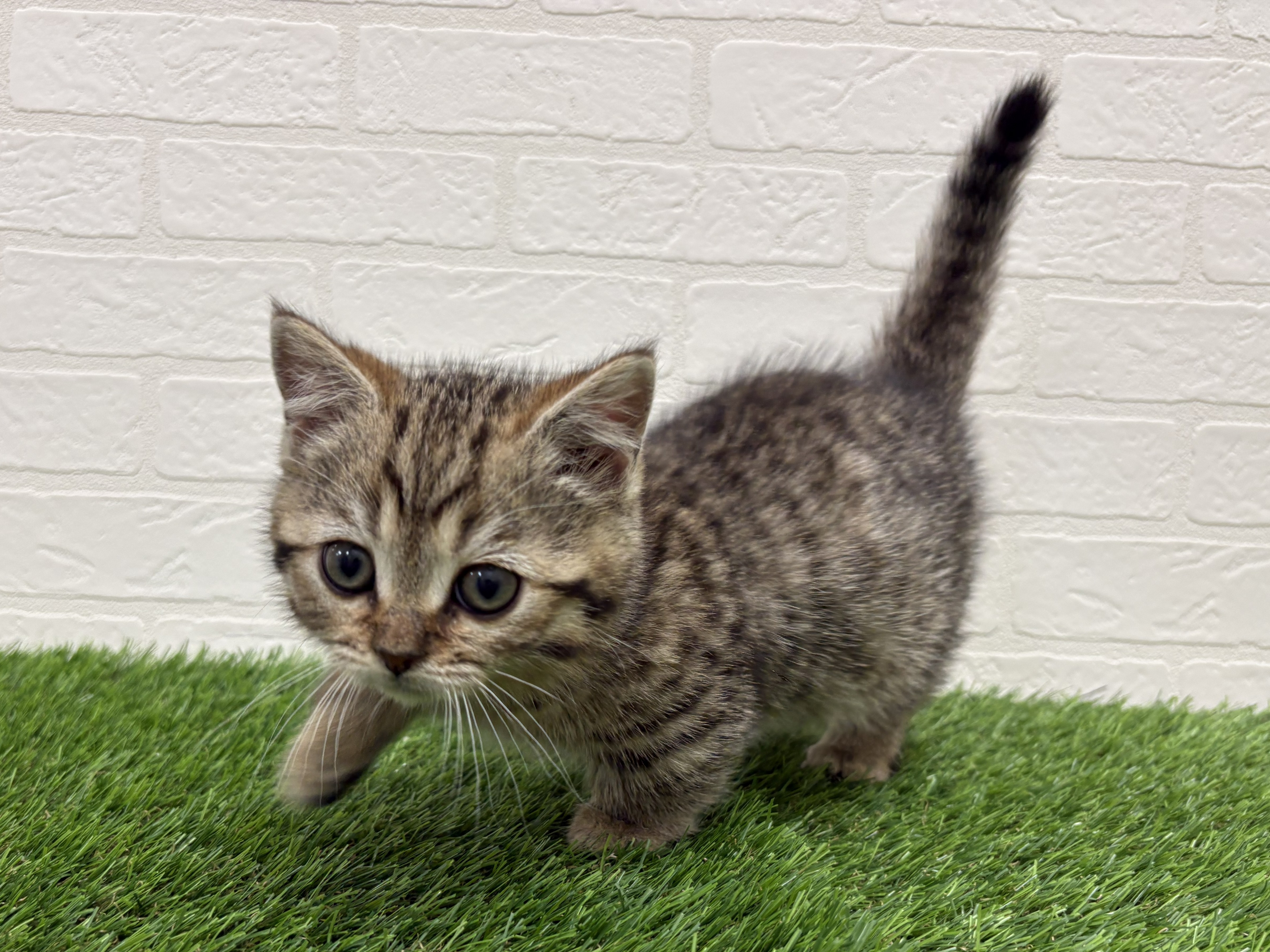 東京都のジェネッタ (ワンニャンハウス赤羽店/2026年2月24日生まれ/女の子/ブラウンスポットタビー)の子猫の2枚目の画像