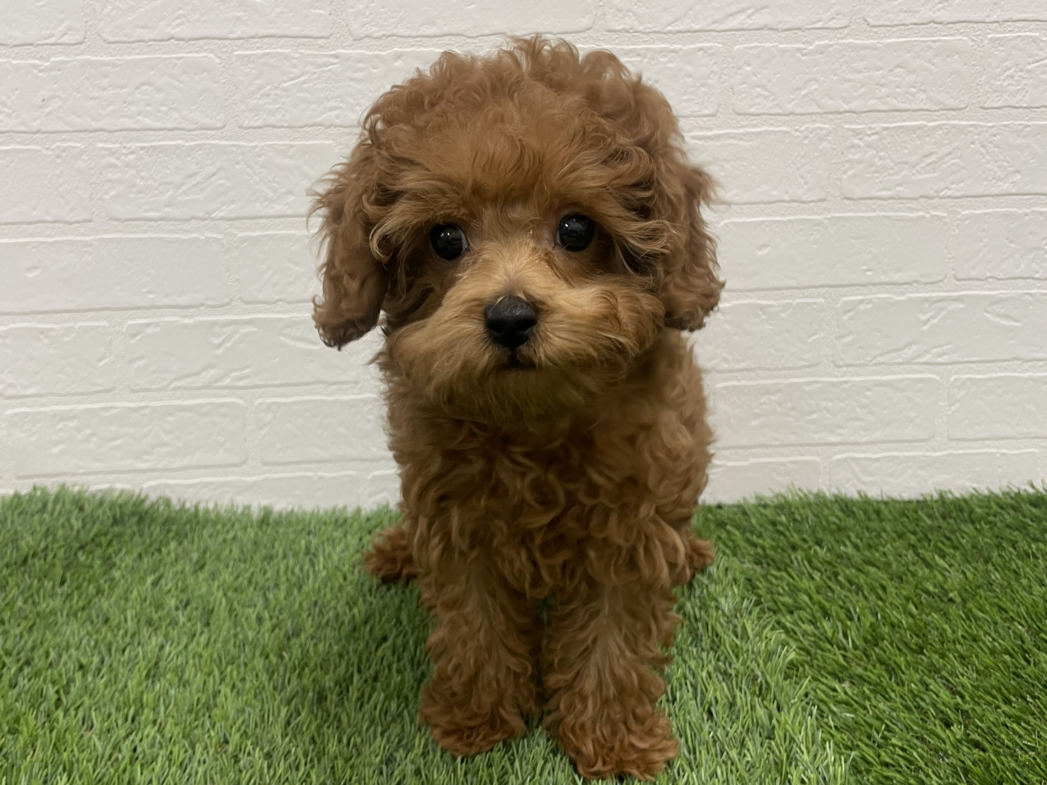 東京都のトイプードル(トイ) (ワンニャンハウス赤羽店/2025年10月20日生まれ/女の子/レッドフォーン)の子犬の1枚目の画像