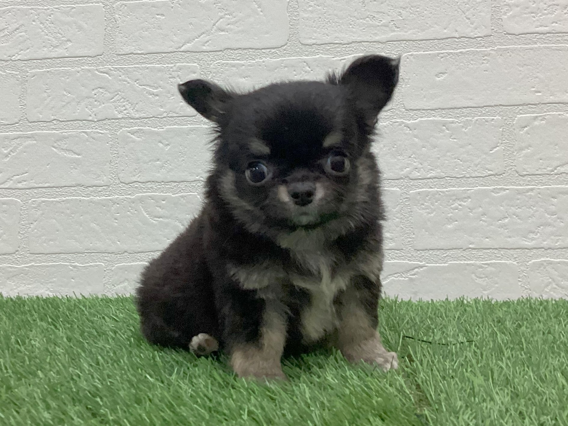 東京都のチワワ(ロング) (ワンニャンハウス赤羽店/2025年12月9日生まれ/男の子/ブラックタンホワイト)の子犬の1枚目の画像