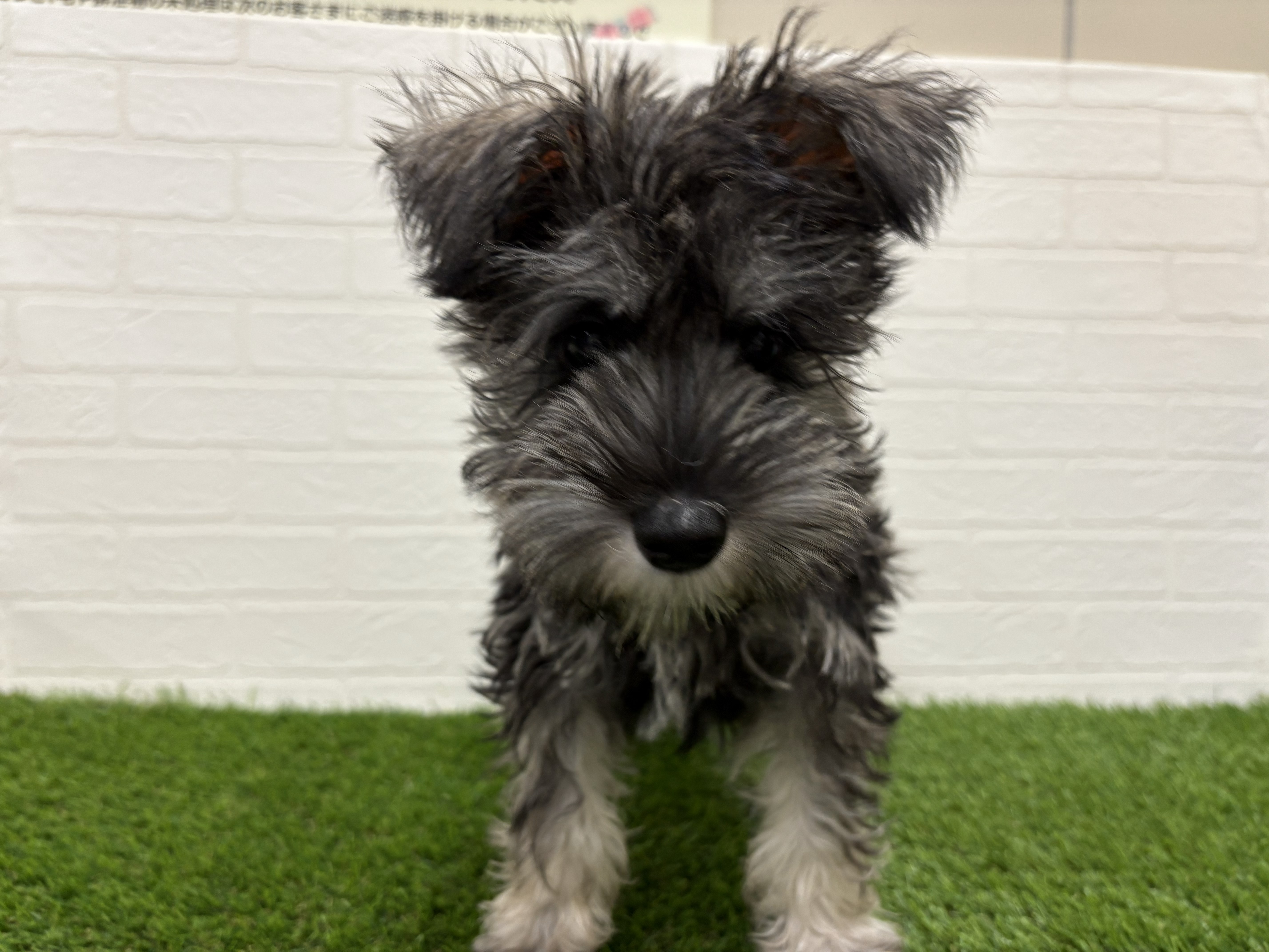 東京都のミニチュアシュナウザー (ワンニャンハウス赤羽店/2025年9月23日生まれ/女の子/ソルトペッパー)の子犬の2枚目の画像