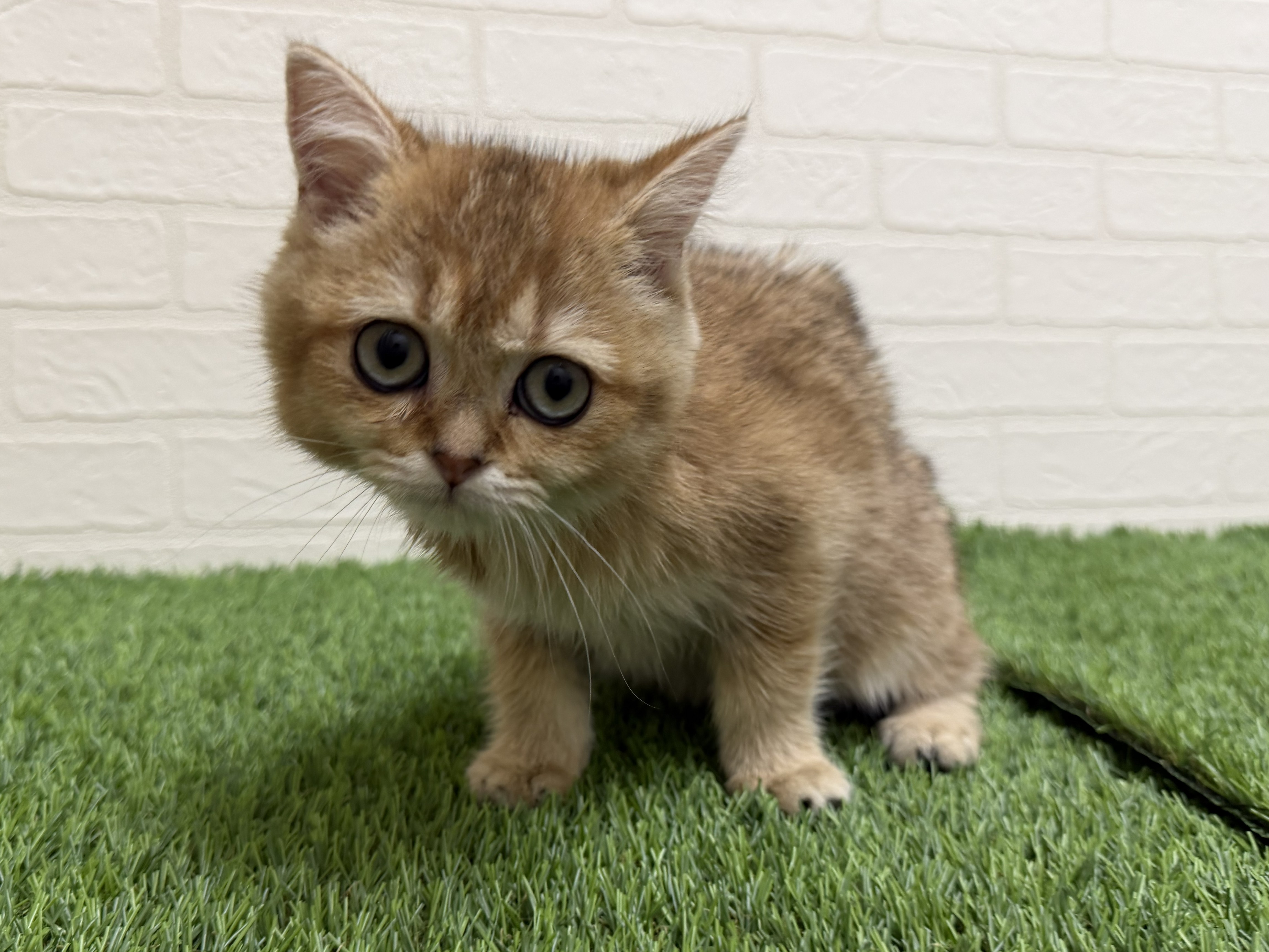 東京都のブリティッシュショートヘアー (ワンニャンハウス赤羽店/2026年1月10日生まれ/女の子/ブラックゴールデンシェーデット)の子猫の3枚目の画像