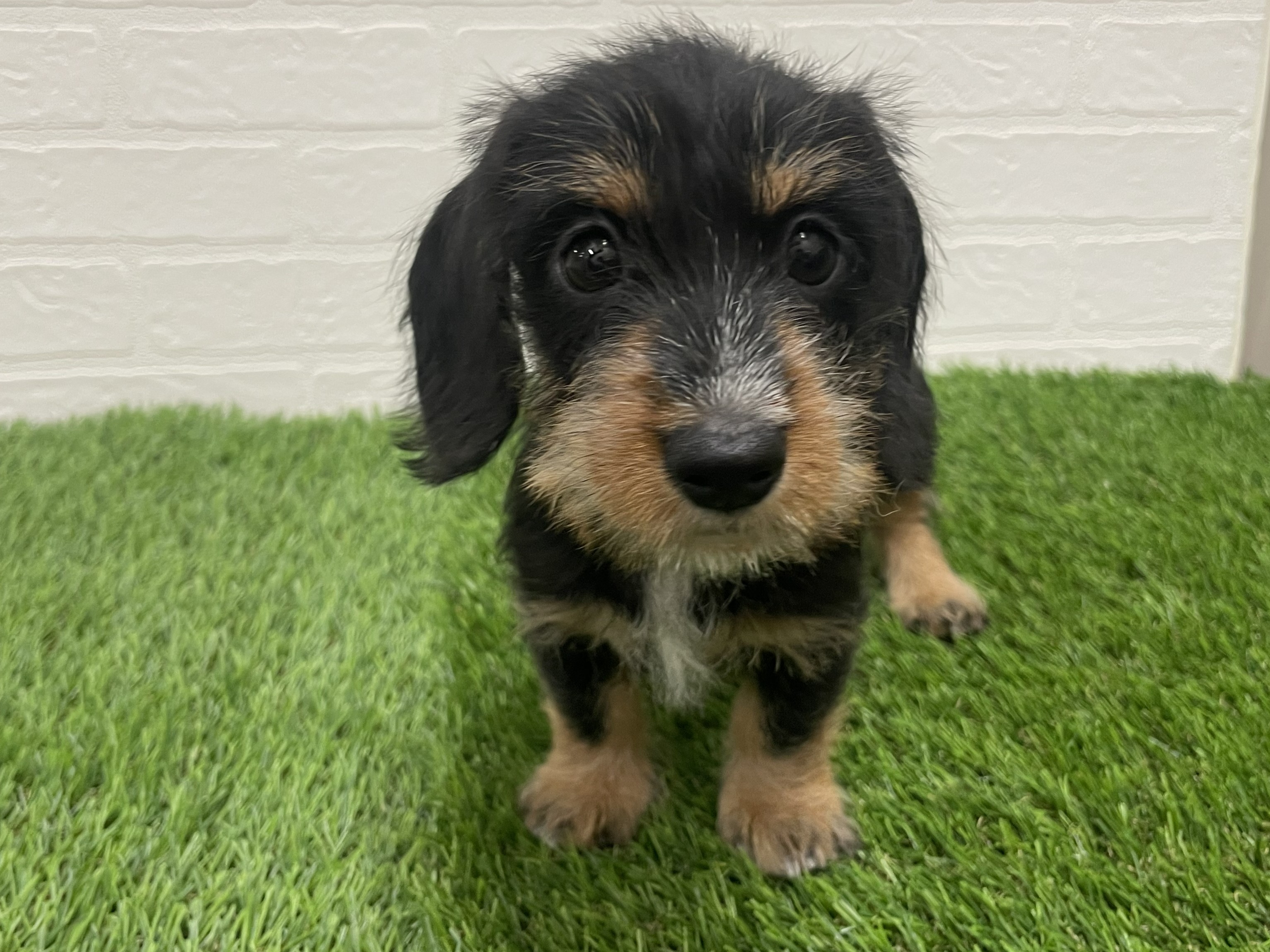 東京都のカニンヘンダックスフンド(ロング) (ワンニャンハウス赤羽店/2025年9月20日生まれ/女の子/ブラックタン)の子犬の1枚目の画像