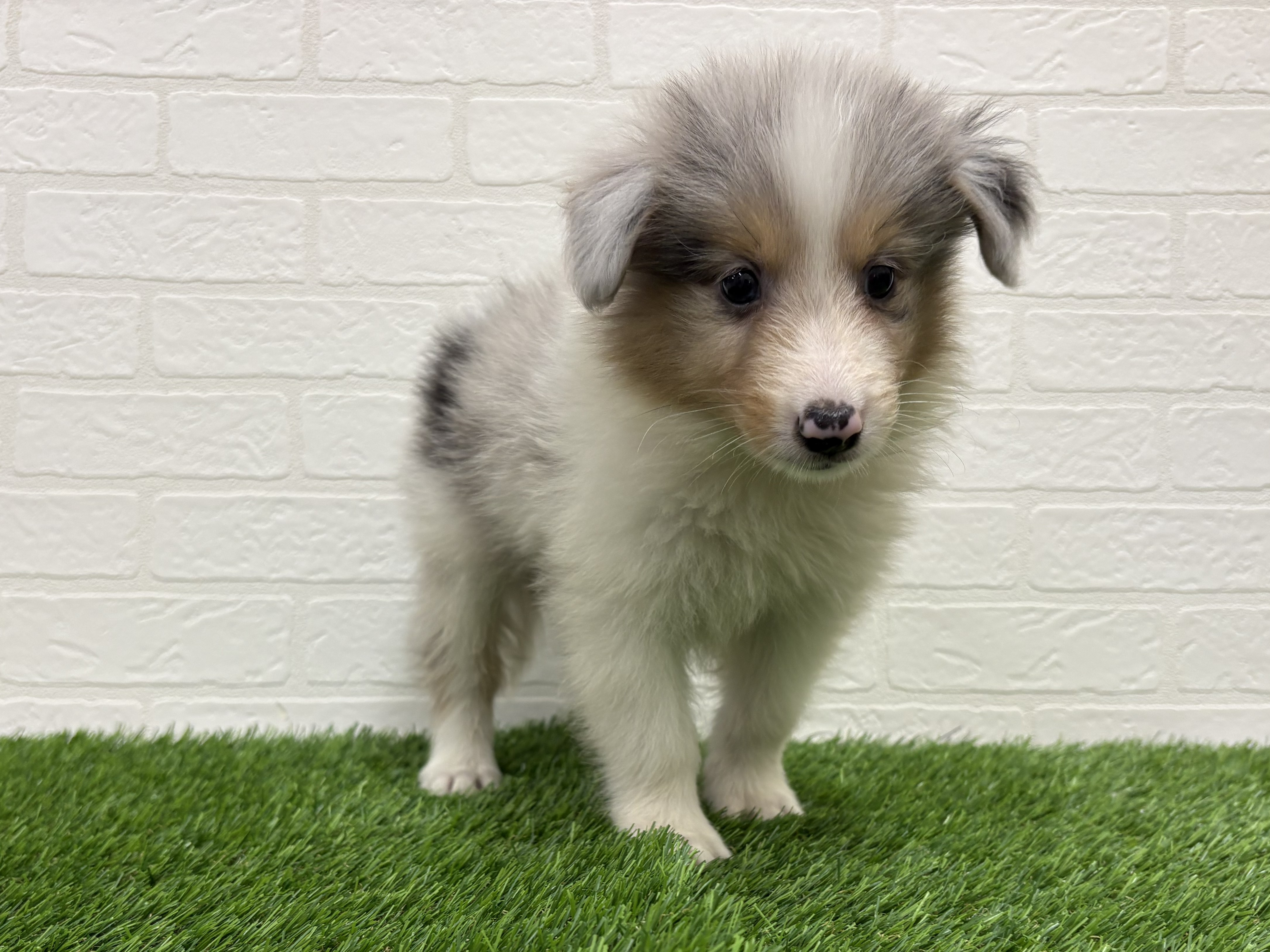 東京都のハーフ犬・ミックス犬 (ワンニャンハウス赤羽店/2026年2月22日生まれ/男の子/ブルーマールタンホワイト)の子犬の2枚目の画像