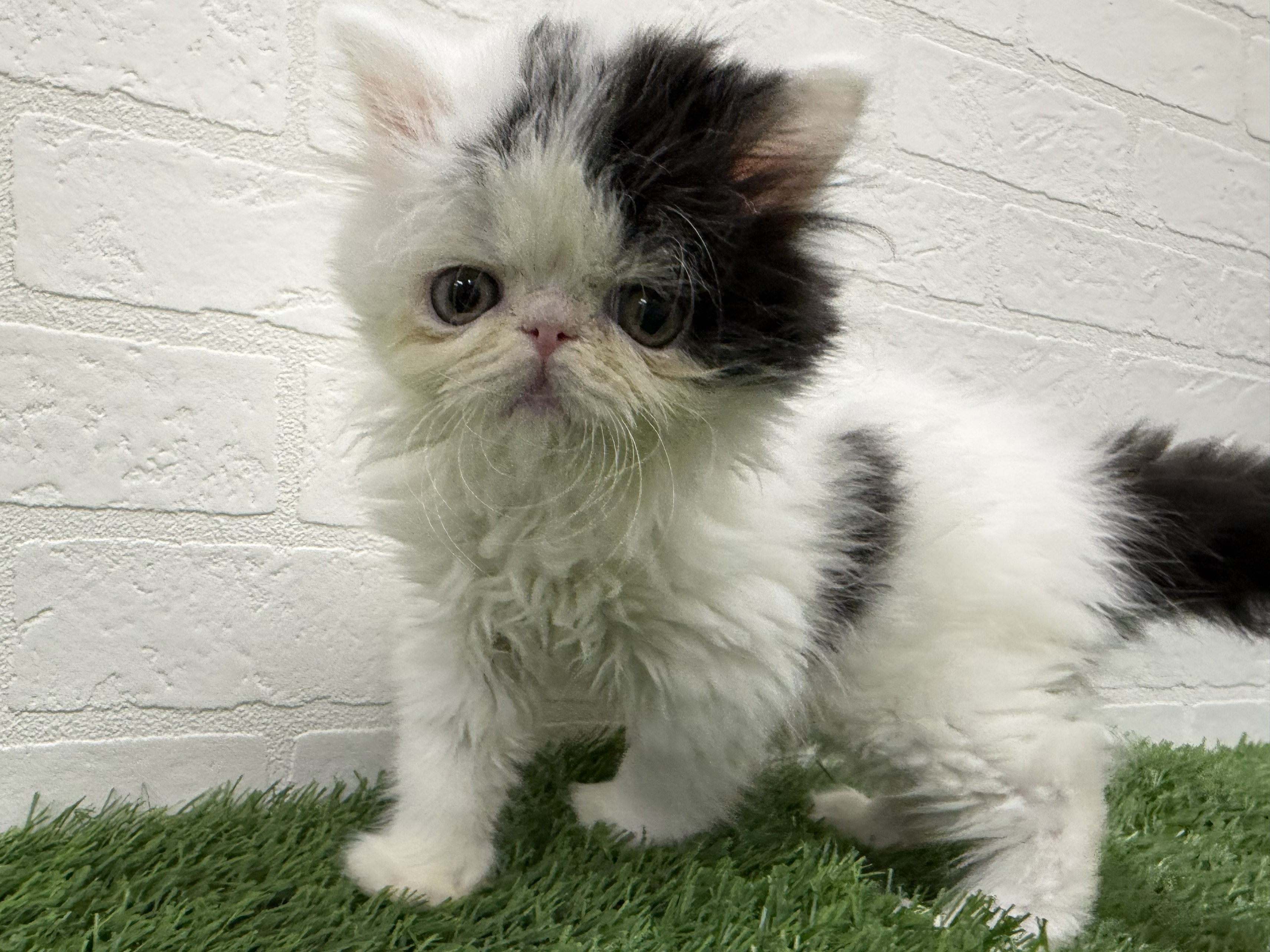 東京都のエキゾチック (ワンニャンハウス赤羽店/2026年1月20日生まれ/男の子/ブラックホワイト)の子猫の1枚目の画像
