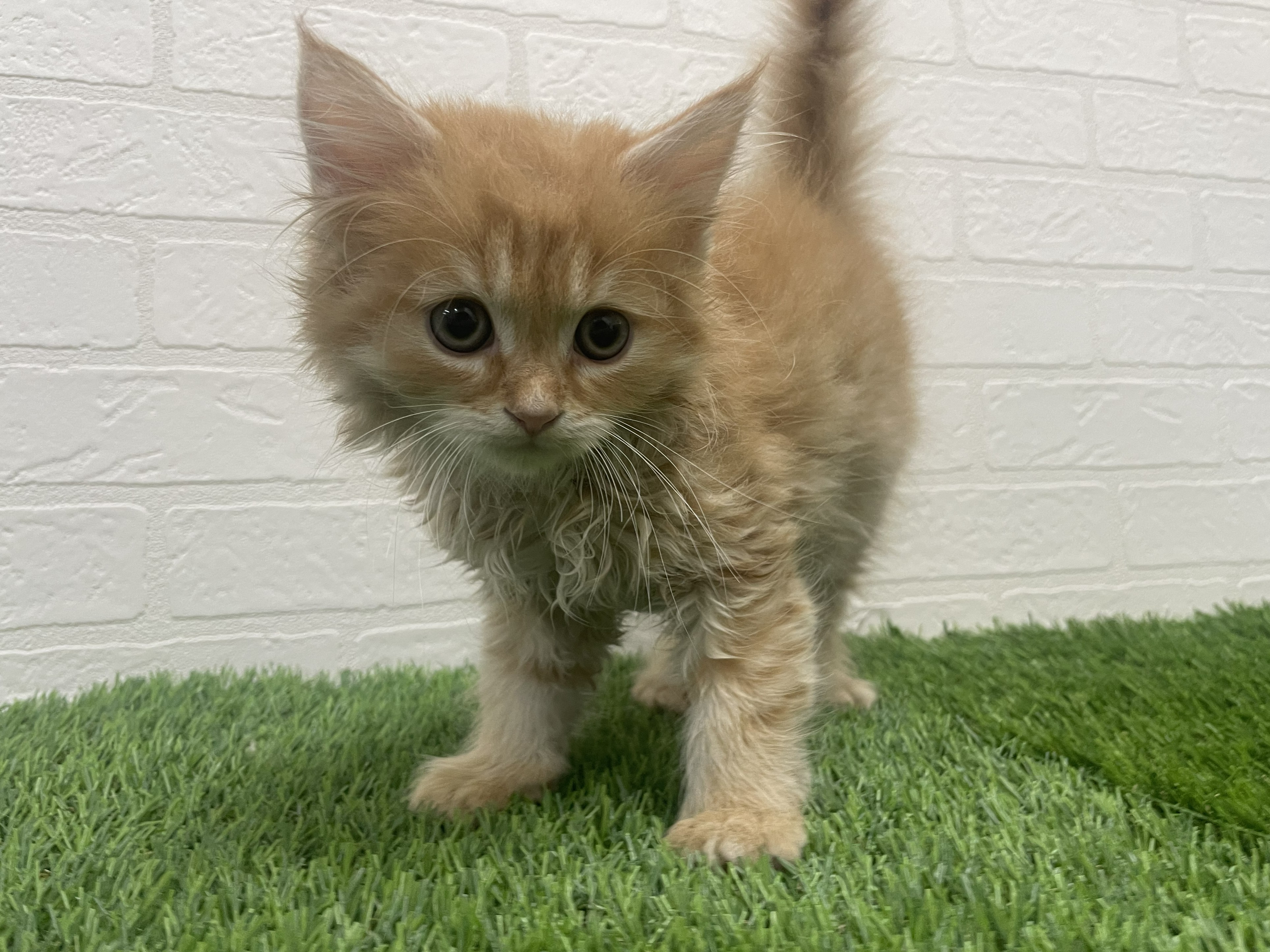 東京都のラガマフィン (ワンニャンハウス赤羽店/2025年9月20日生まれ/男の子/レッドタビーホワイト)の子猫の3枚目の画像