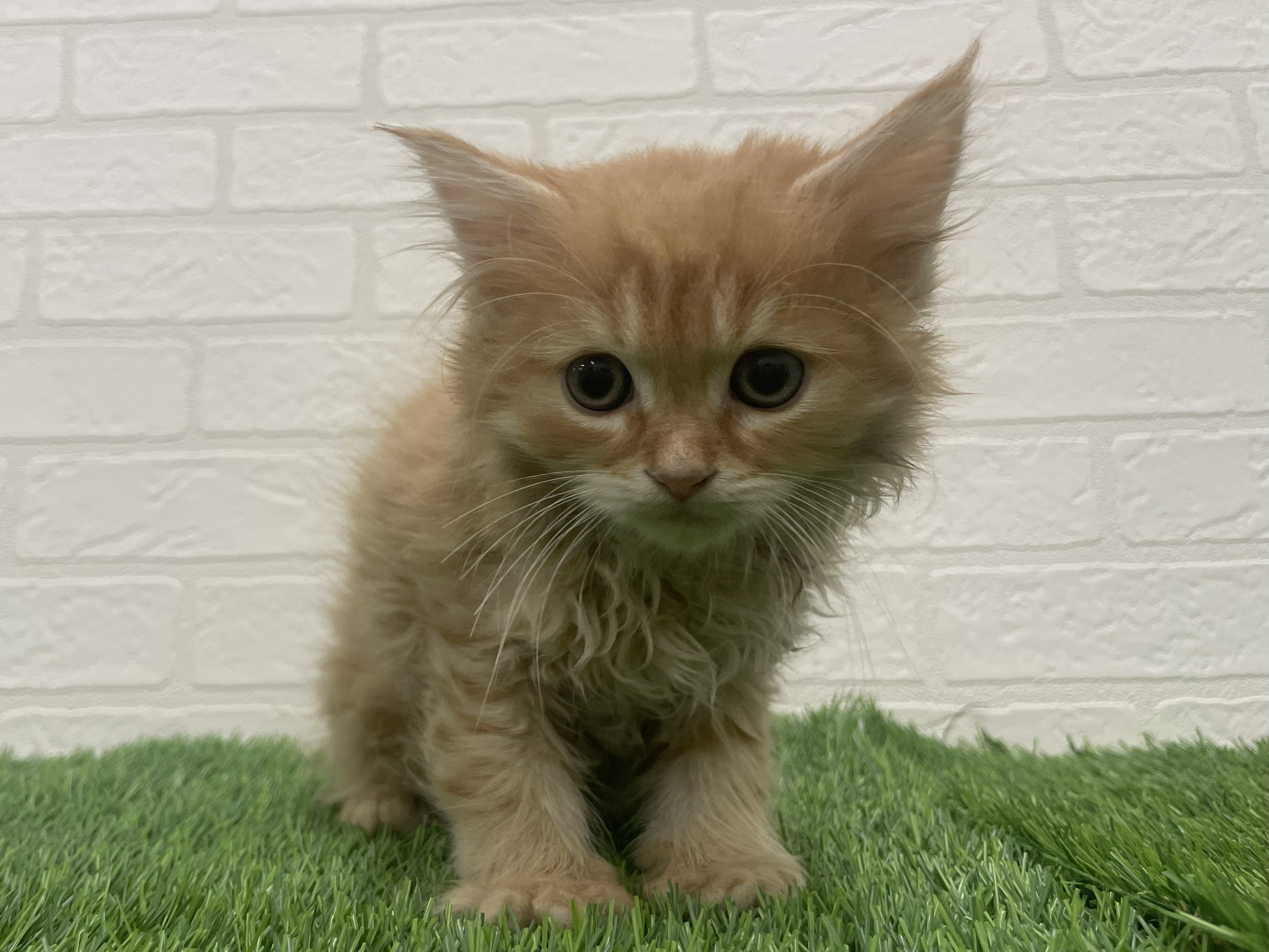 東京都のラガマフィン (ワンニャンハウス赤羽店/2025年9月20日生まれ/男の子/レッドタビーホワイト)の子猫の1枚目の画像