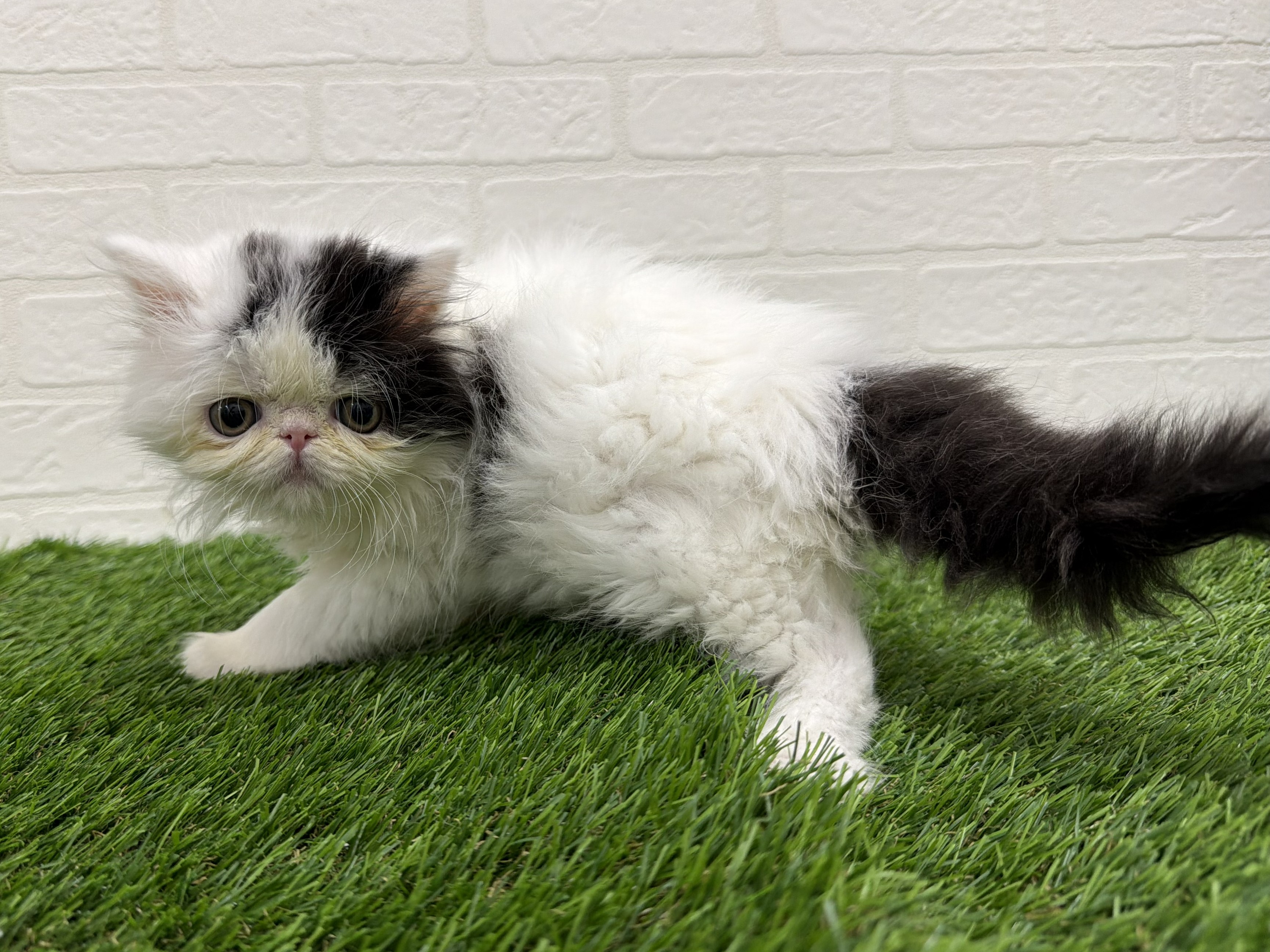 東京都のエキゾチック (ワンニャンハウス赤羽店/2026年1月20日生まれ/男の子/ブラックホワイト)の子猫の2枚目の画像