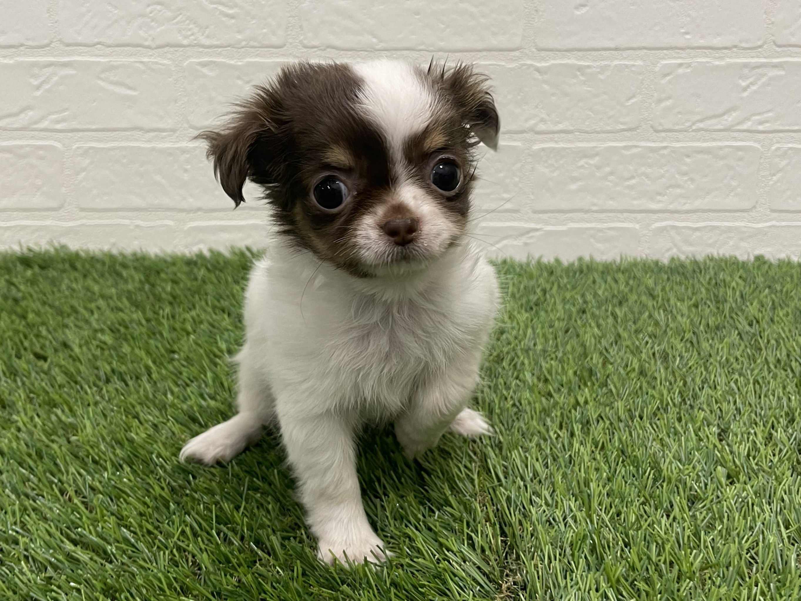 東京都のチワワ(ロング) (ワンニャンハウス赤羽店/2025年11月20日生まれ/女の子/ホワイトチョコレートタン)の子犬の3枚目の画像