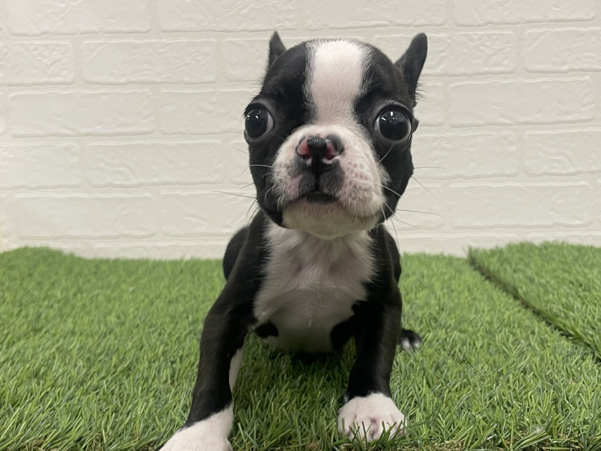 東京都のボストンテリア (ワンニャンハウス赤羽店/2025年10月22日生まれ/女の子/ボストンカラー)の子犬の1枚目の画像