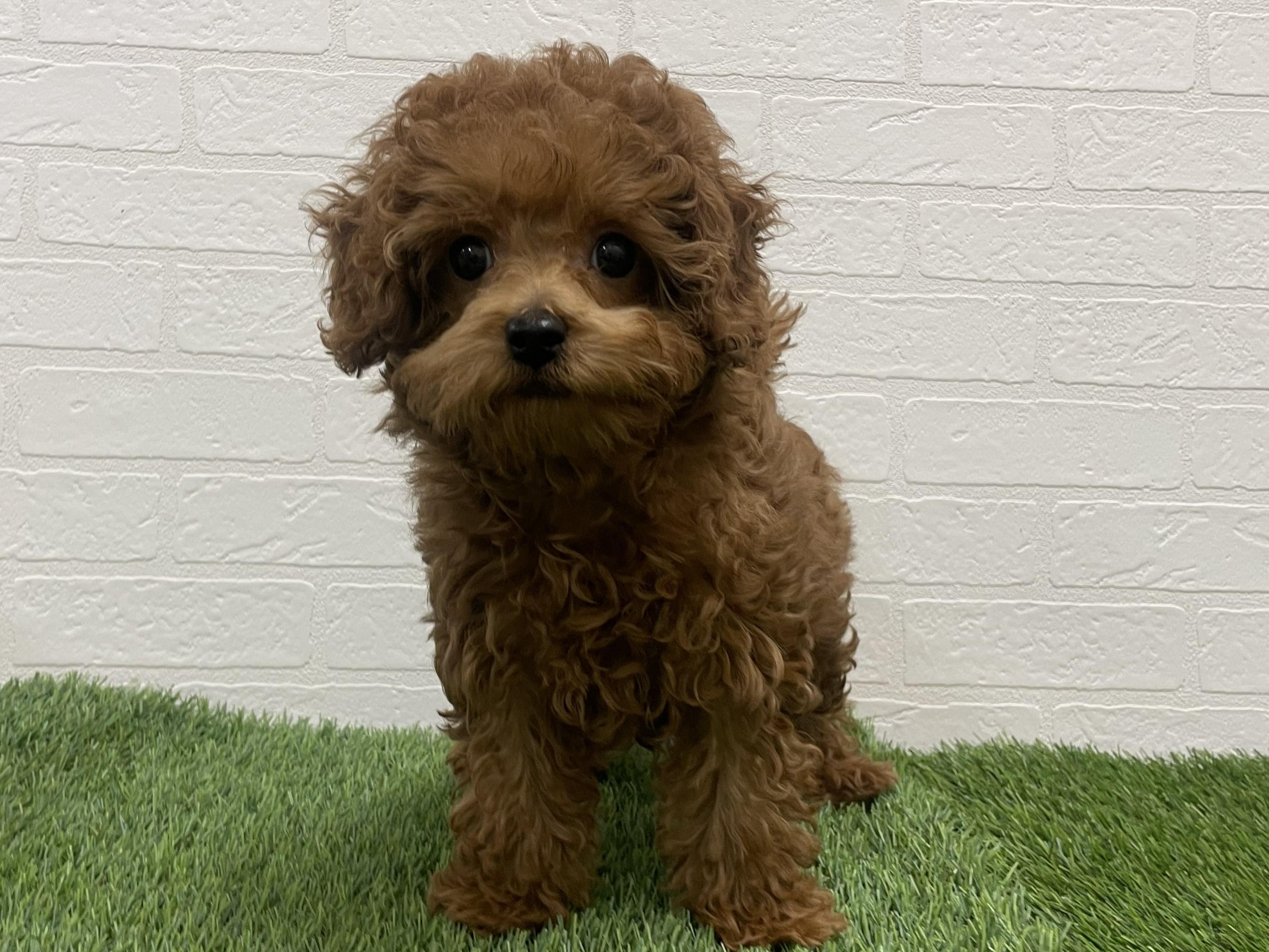 東京都のトイプードル(トイ) (ワンニャンハウス赤羽店/2025年10月20日生まれ/女の子/レッドフォーン)の子犬の2枚目の画像