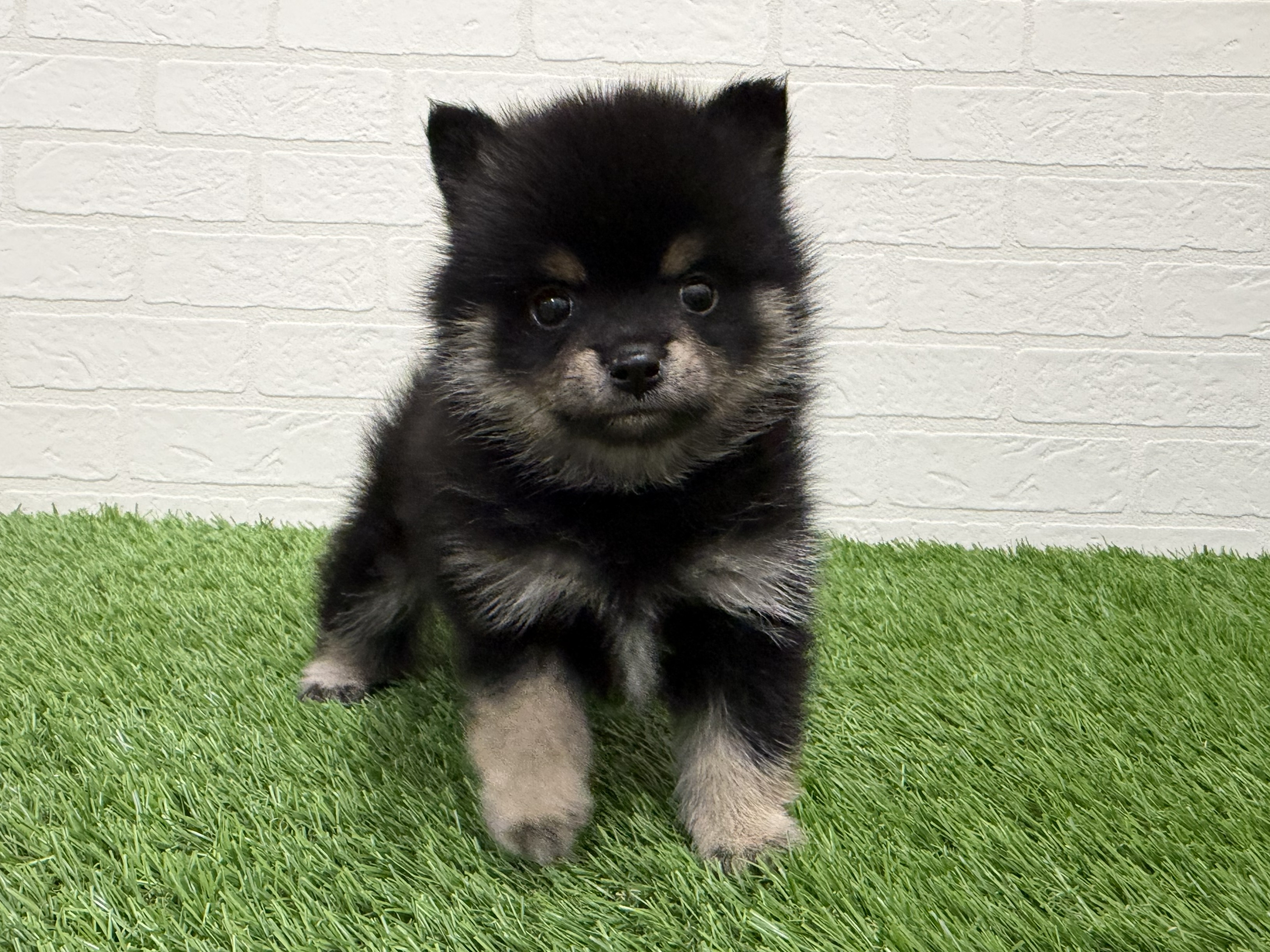 東京都のポメ柴/豆ポメ/ポメ豆柴(ポメラニアン×柴犬) (ワンニャンハウス赤羽店/2026年2月4日生まれ/女の子/黒)の子犬の2枚目の画像