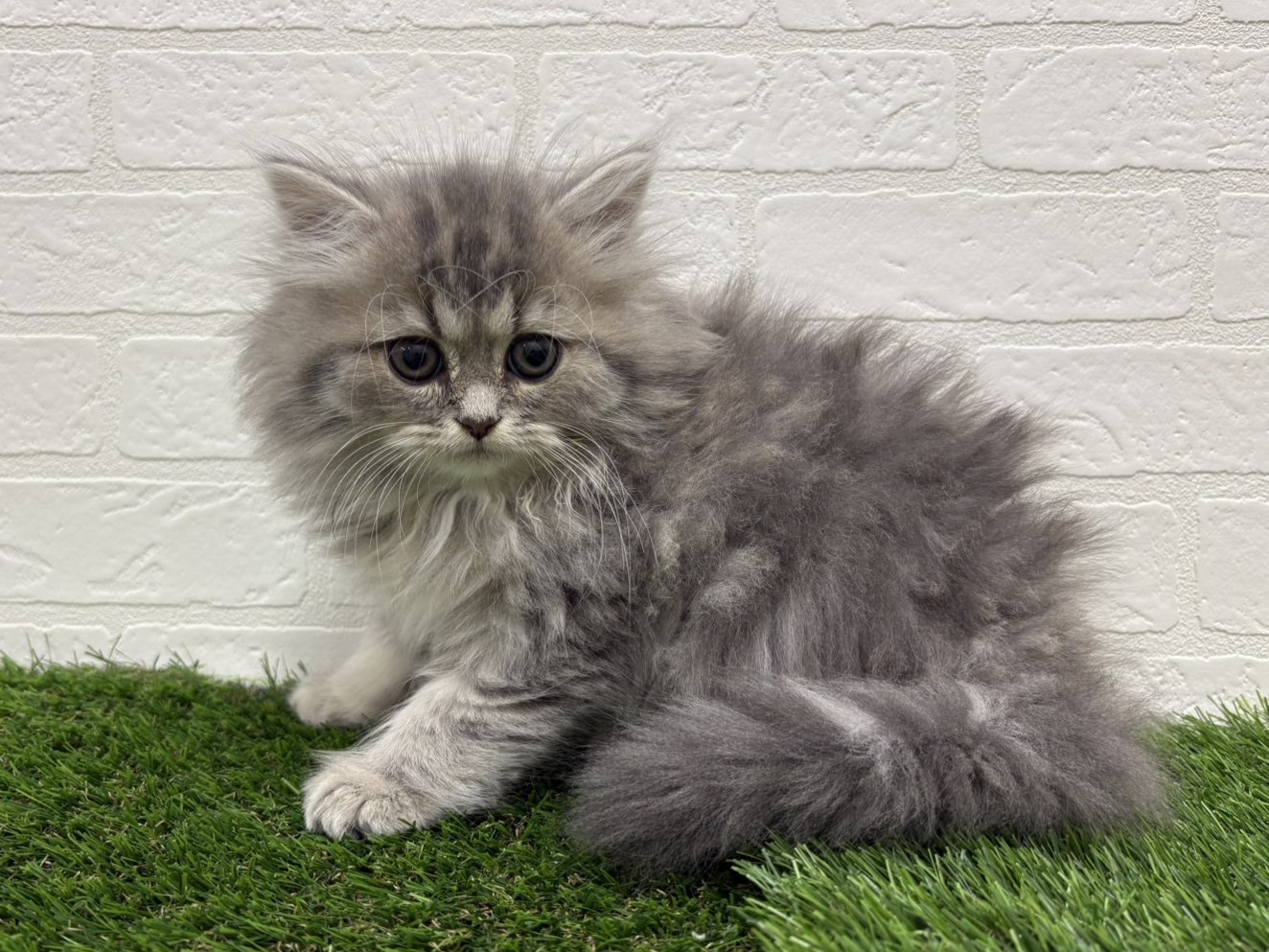 東京都のミヌエット (ワンニャンハウス赤羽店/2025年9月12日生まれ/男の子/ブルータビーホワイト)の子猫の1枚目の画像