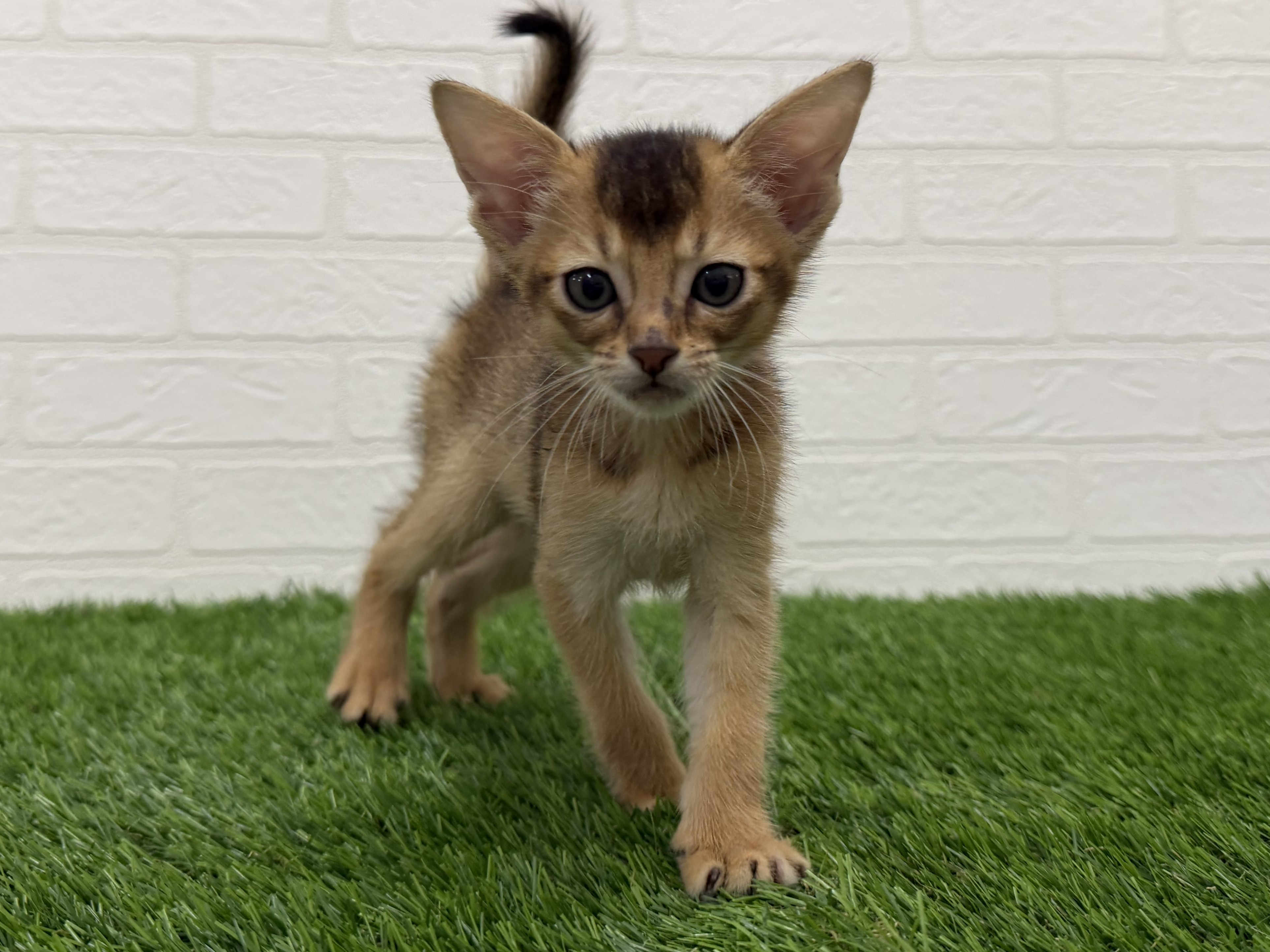 東京都のアビシニアン (ワンニャンハウス赤羽店/2026年5月5日生まれ/男の子/ルディ)の子猫の1枚目の画像