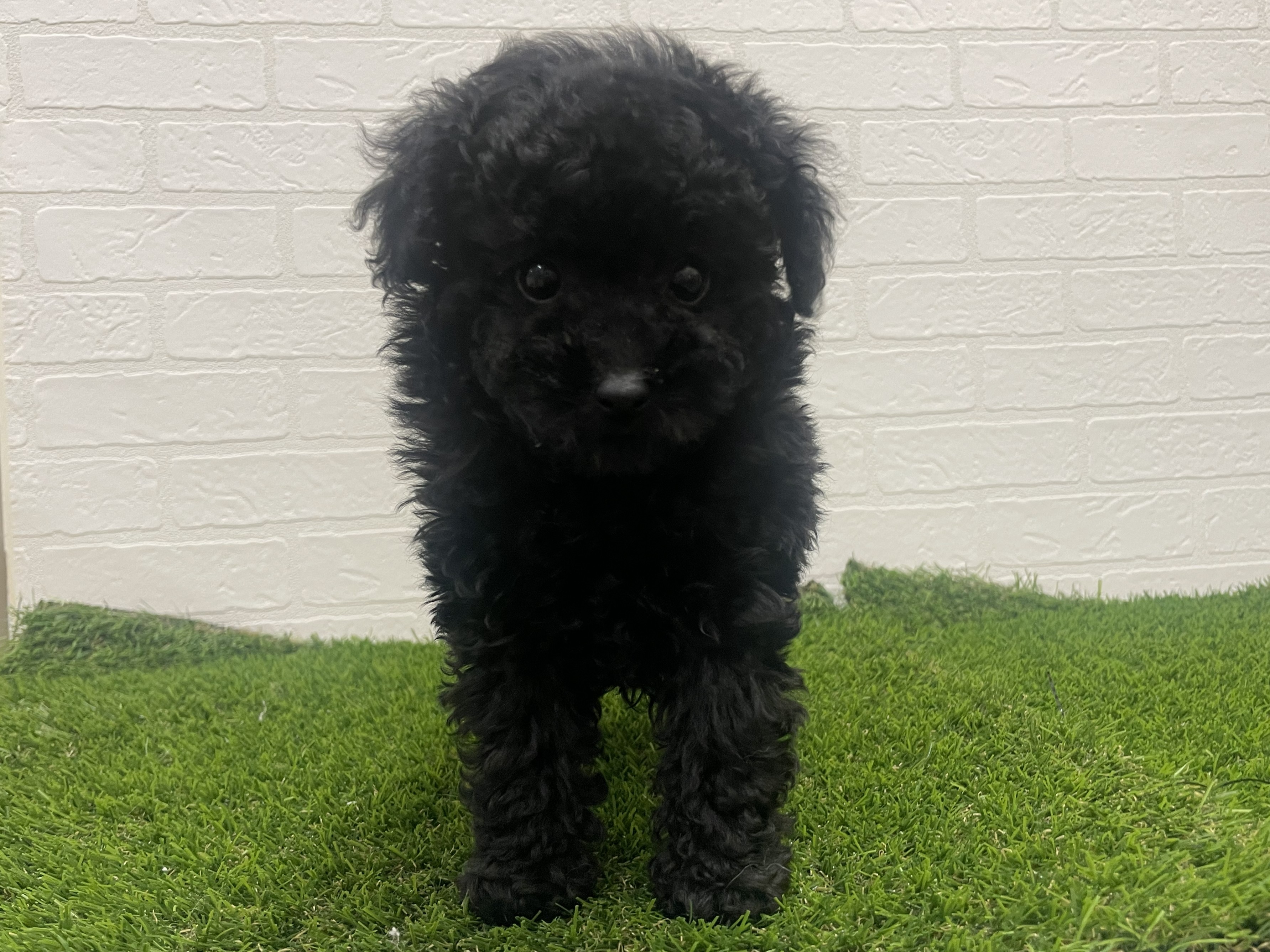 東京都のトイプードル(トイ) (ワンニャンハウス赤羽店/2025年11月7日生まれ/男の子/ブラック)の子犬の2枚目の画像
