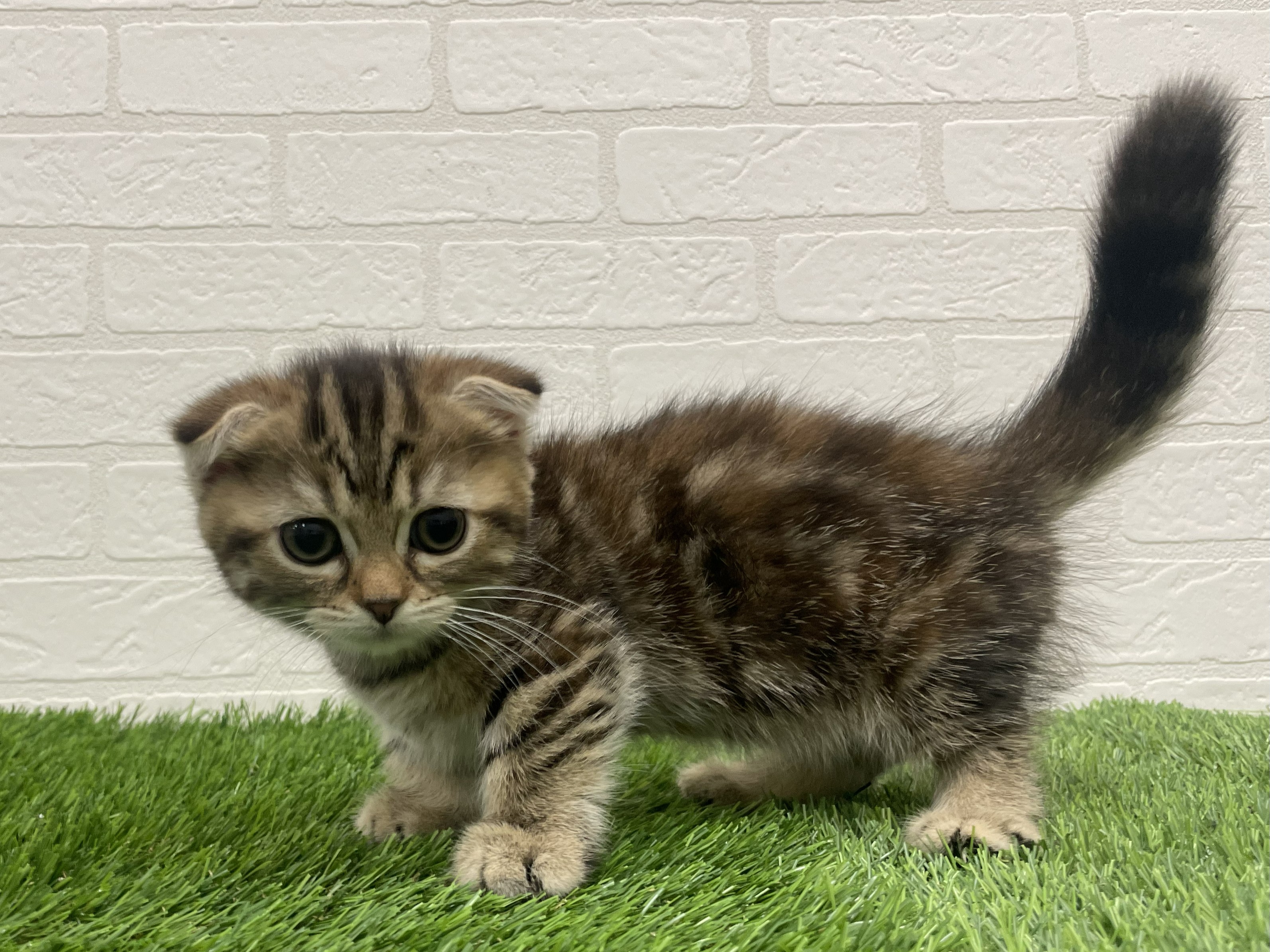 東京都のマンチカン (ワンニャンハウス赤羽店/2025年8月31日生まれ/女の子/ブラウンタビー)の子猫の1枚目の画像