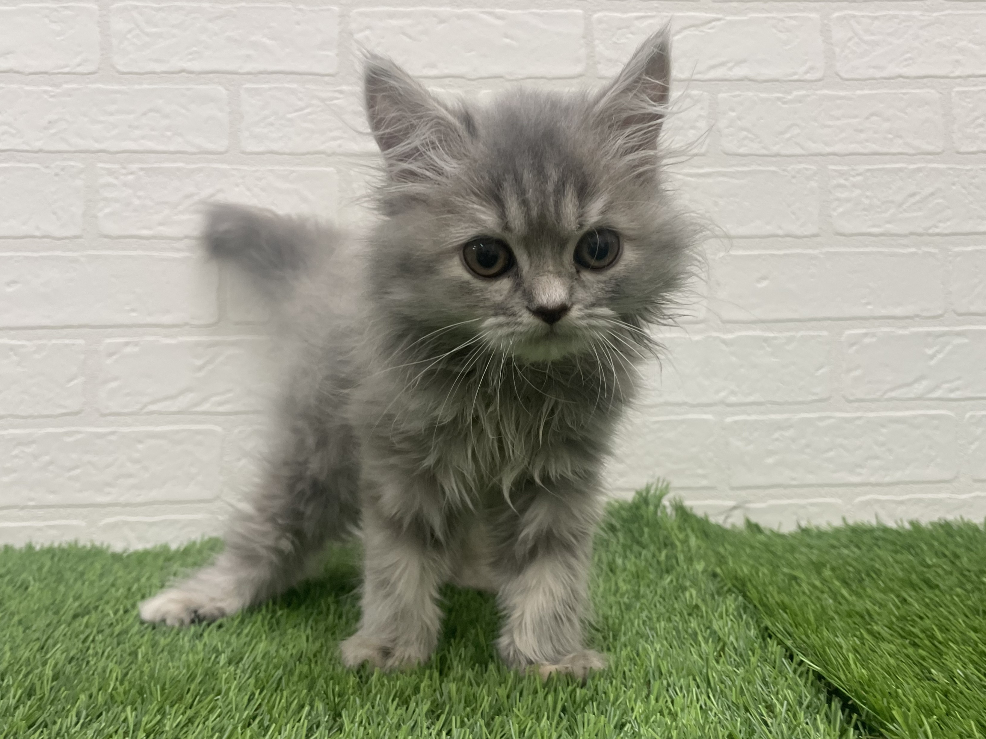 東京都のサイベリアン (ワンニャンハウス赤羽店/2025年9月20日生まれ/女の子/ブルークリーム)の子猫の2枚目の画像