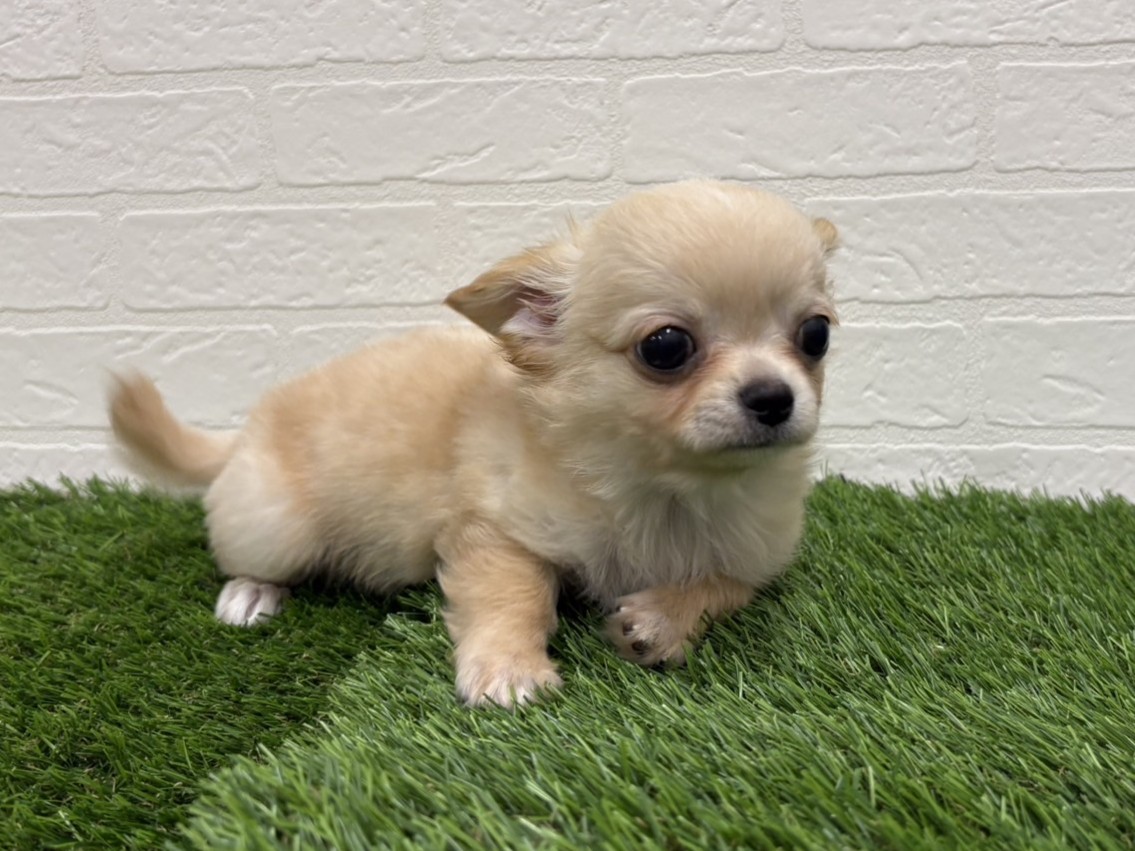 東京都のチワワ(ロング) (ワンニャンハウス赤羽店/2025年9月13日生まれ/男の子/クリーム)の子犬の3枚目の画像