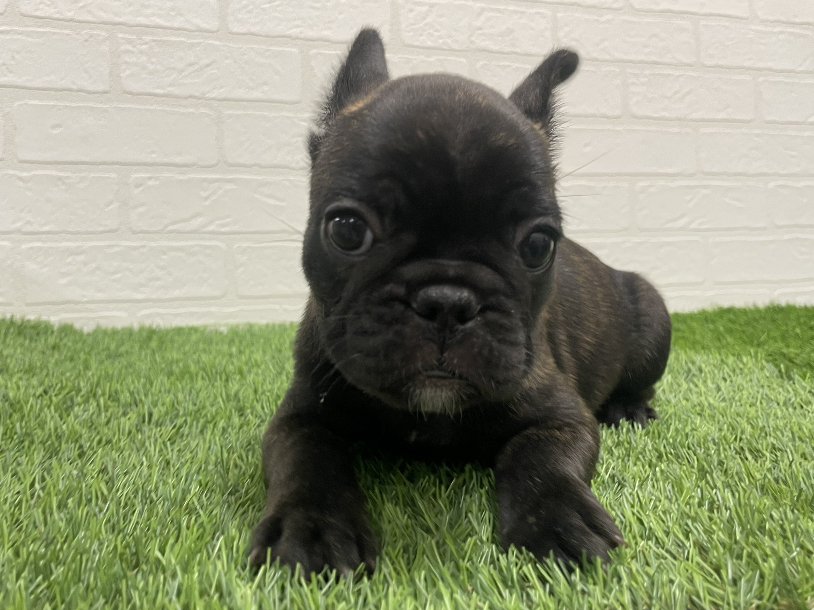 東京都のフレンチブルドッグ (ワンニャンハウス赤羽店/2025年8月30日生まれ/女の子/ブリンドル)の子犬の2枚目の画像