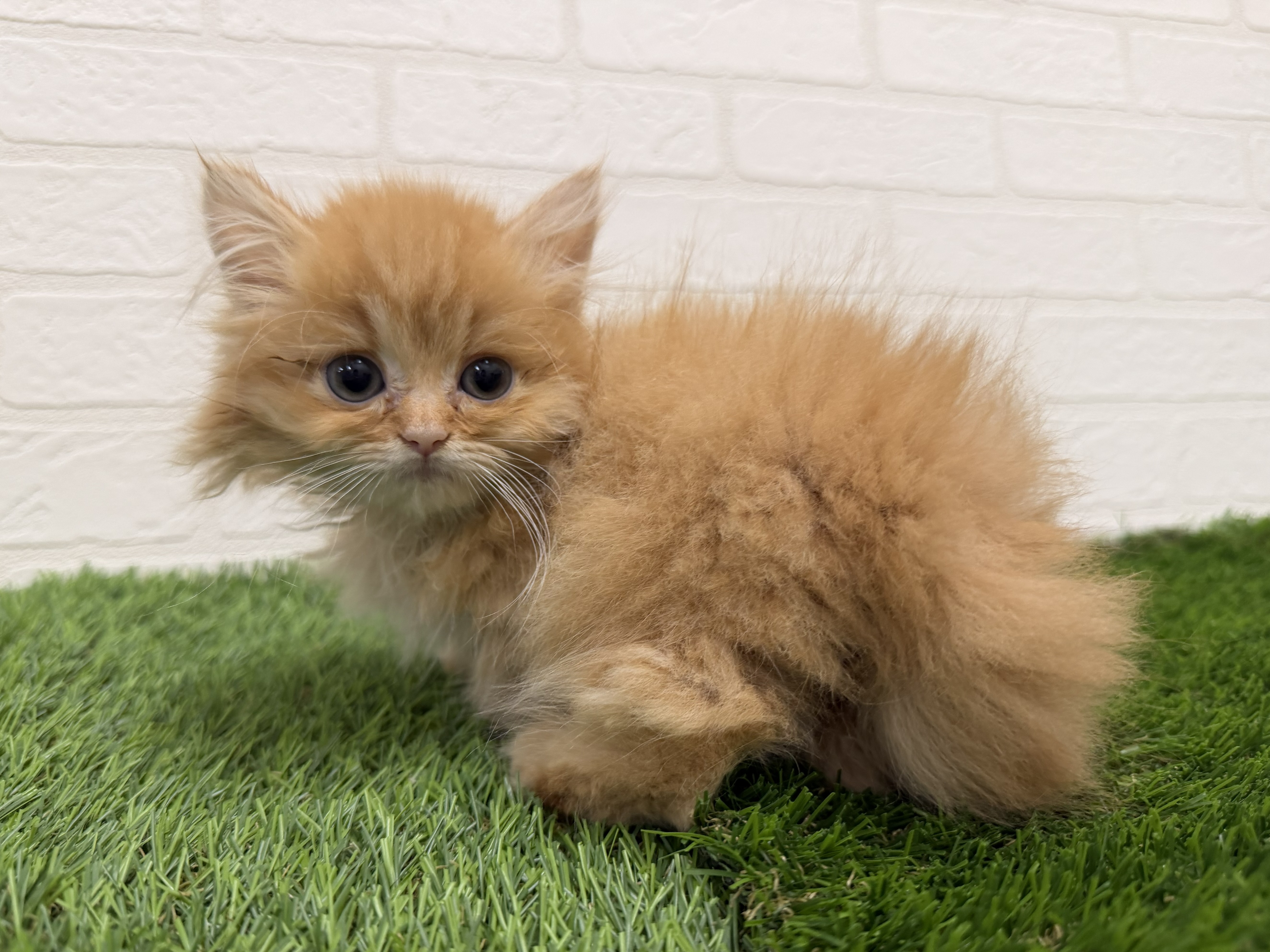 東京都のミヌエット (ワンニャンハウス赤羽店/2026年5月22日生まれ/男の子/レッドタビー)の子猫の2枚目の画像