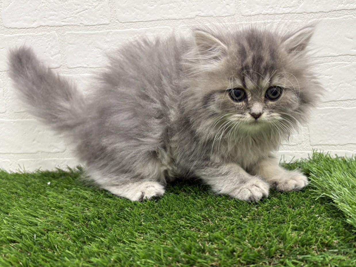 東京都のミヌエット (ワンニャンハウス赤羽店/2025年9月12日生まれ/男の子/ブルータビーホワイト)の子猫の2枚目の画像