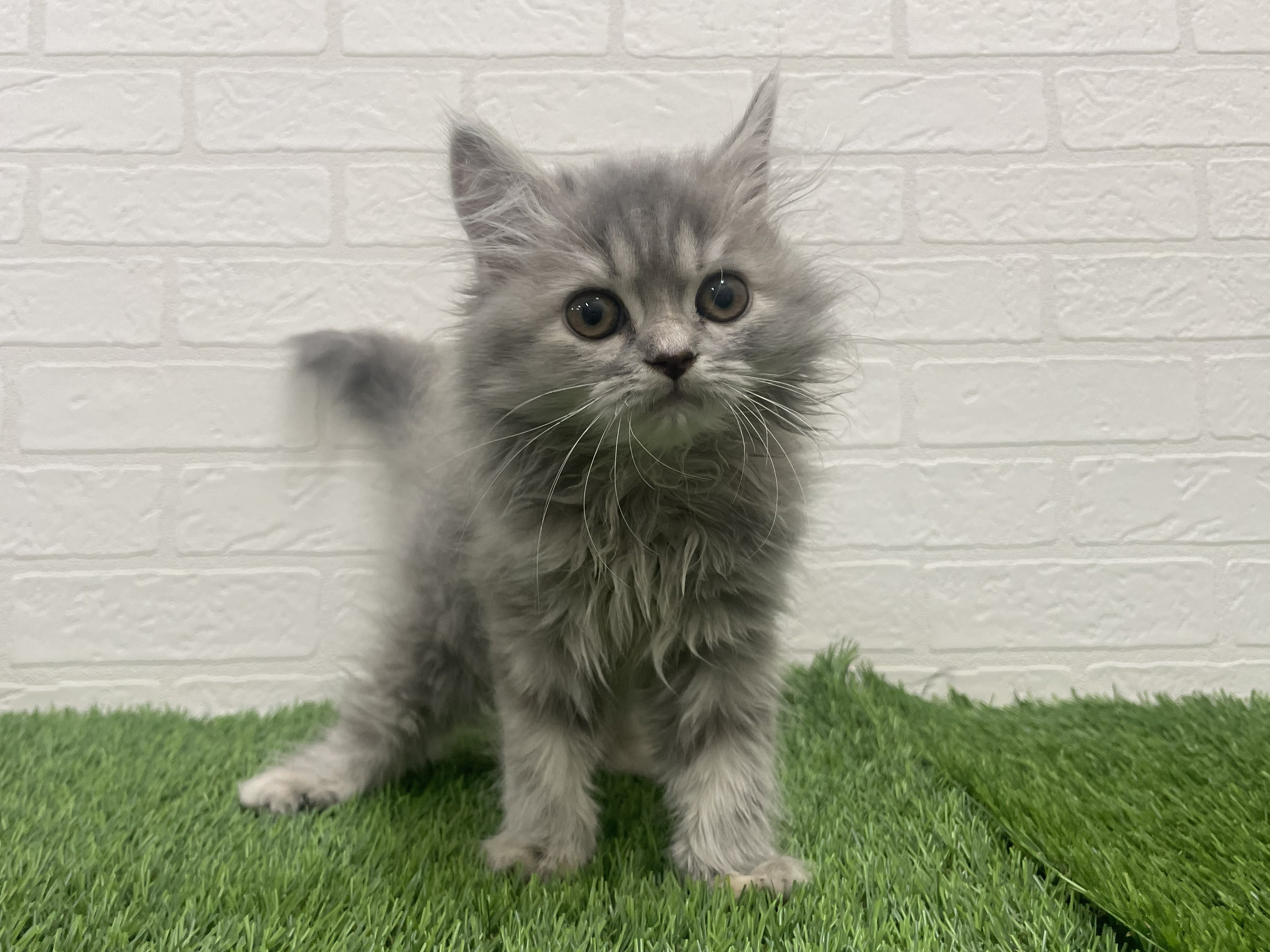 東京都のサイベリアン (ワンニャンハウス赤羽店/2025年9月20日生まれ/女の子/ブルークリーム)の子猫の1枚目の画像