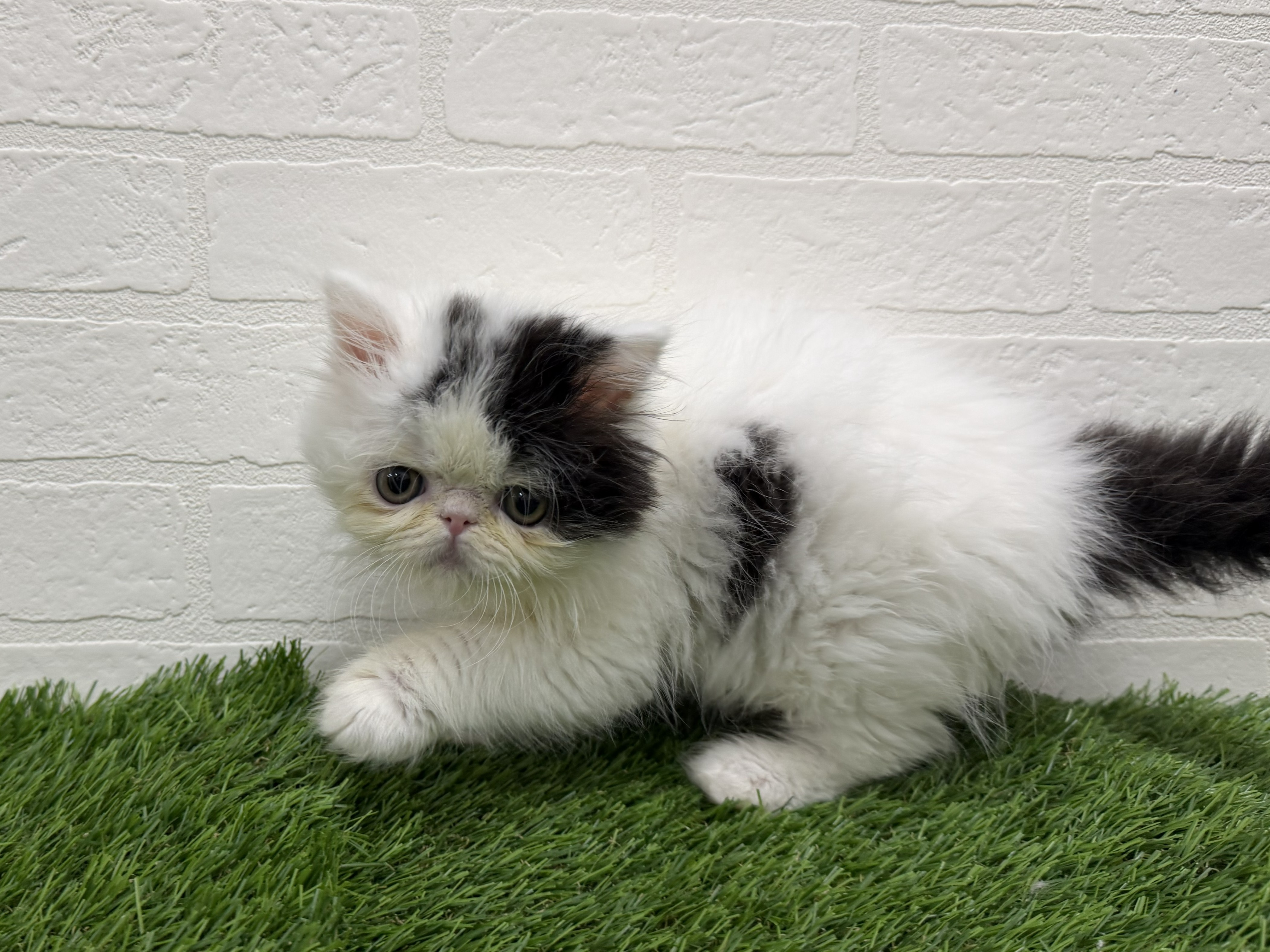 東京都のエキゾチック (ワンニャンハウス赤羽店/2026年1月20日生まれ/男の子/ブラックホワイト)の子猫の3枚目の画像