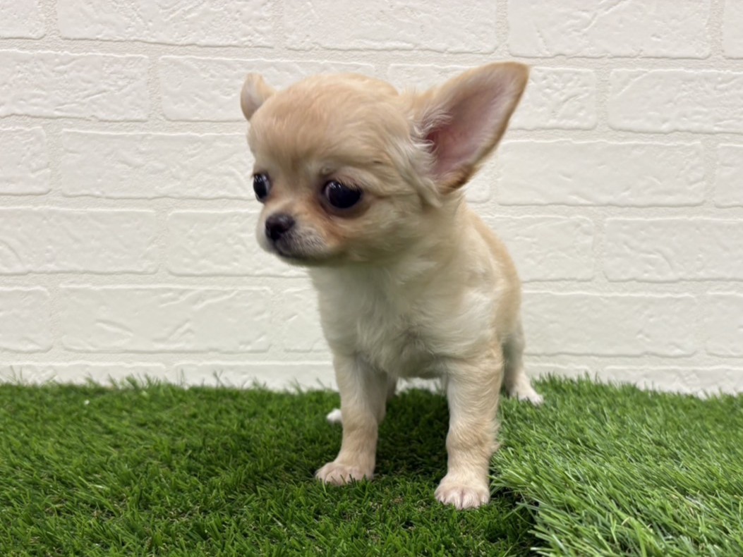 東京都のチワワ(ロング) (ワンニャンハウス赤羽店/2025年9月13日生まれ/女の子/クリーム)の子犬の2枚目の画像