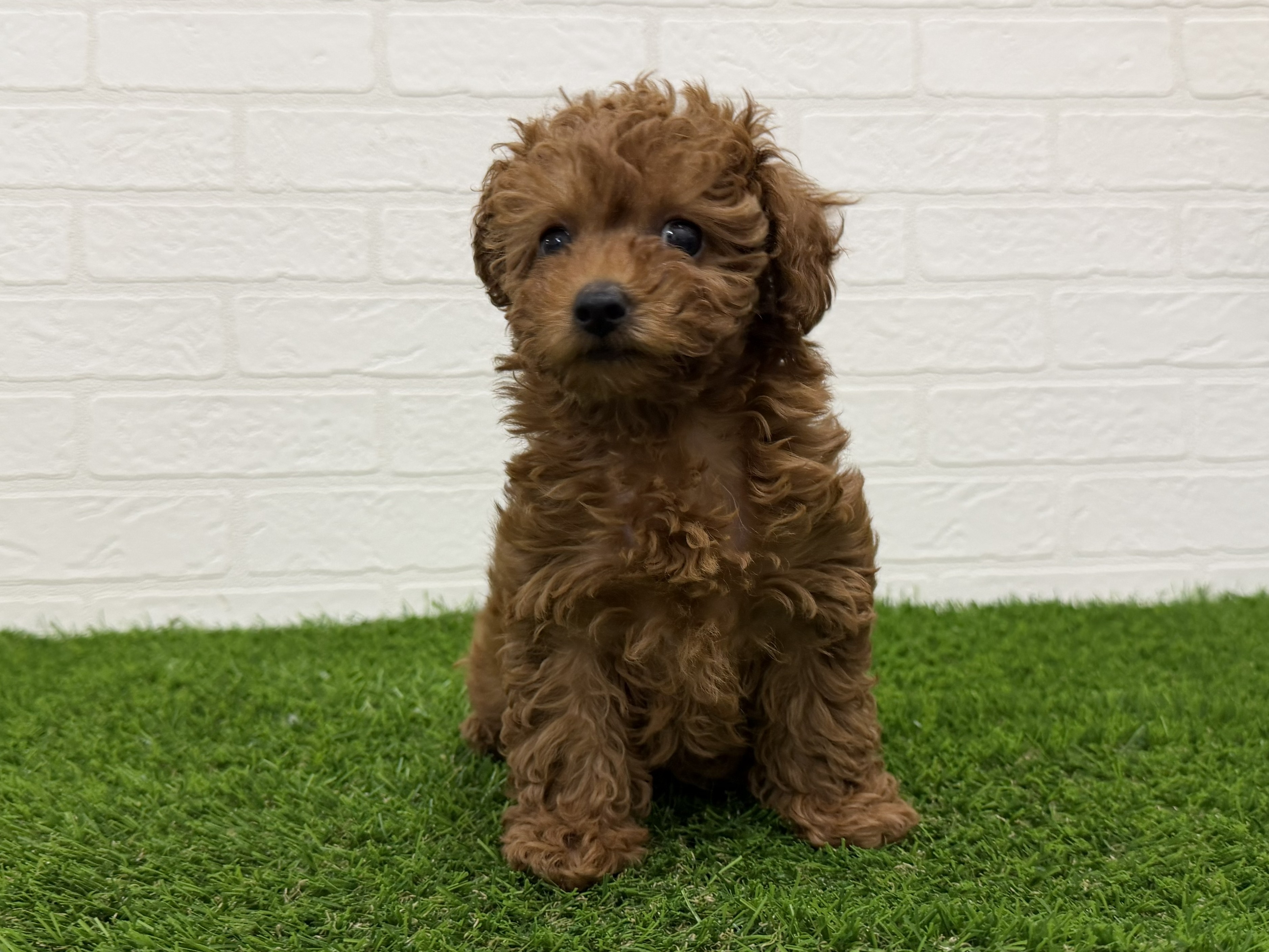 東京都のトイプードル(トイ) (ワンニャンハウス赤羽店/2026年1月27日生まれ/女の子/レッドフォーン)の子犬の1枚目の画像