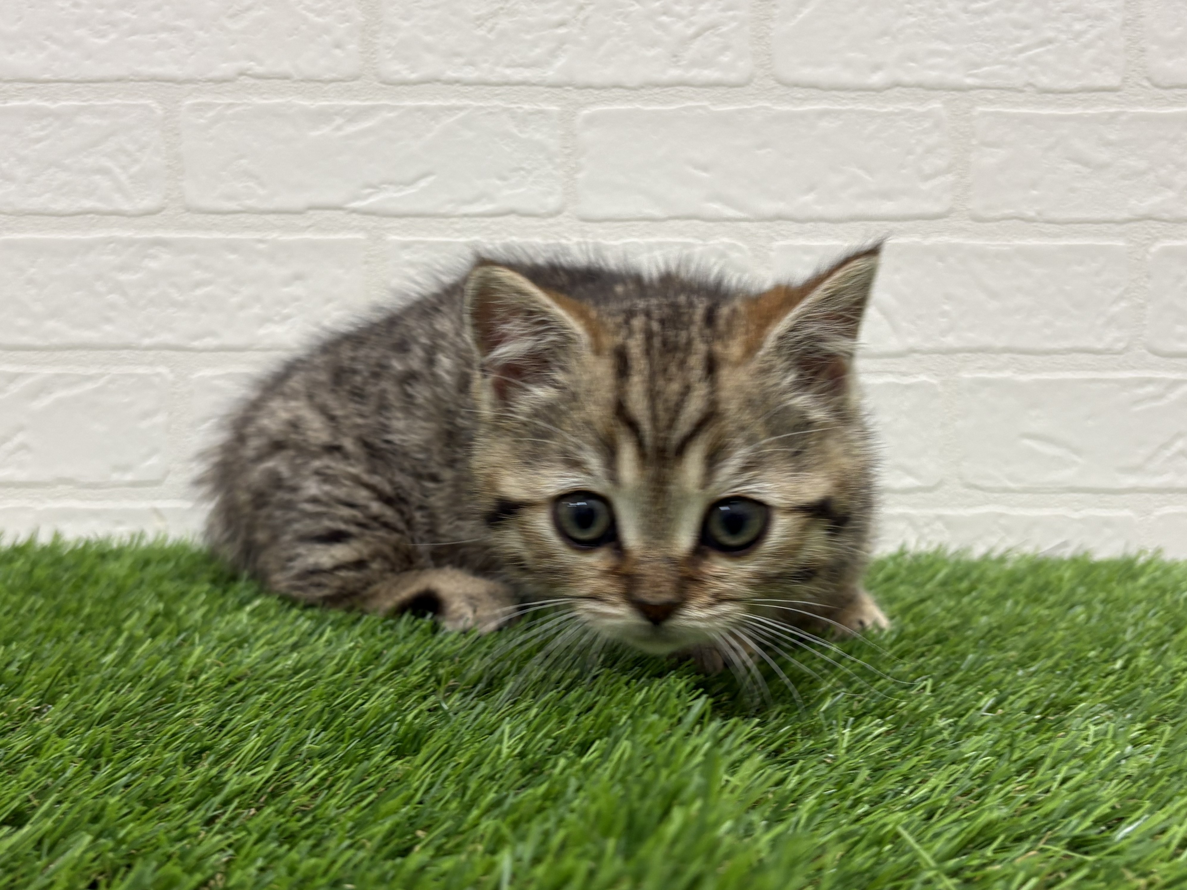 東京都のジェネッタ (ワンニャンハウス赤羽店/2026年2月24日生まれ/女の子/ブラウンスポットタビー)の子猫の3枚目の画像