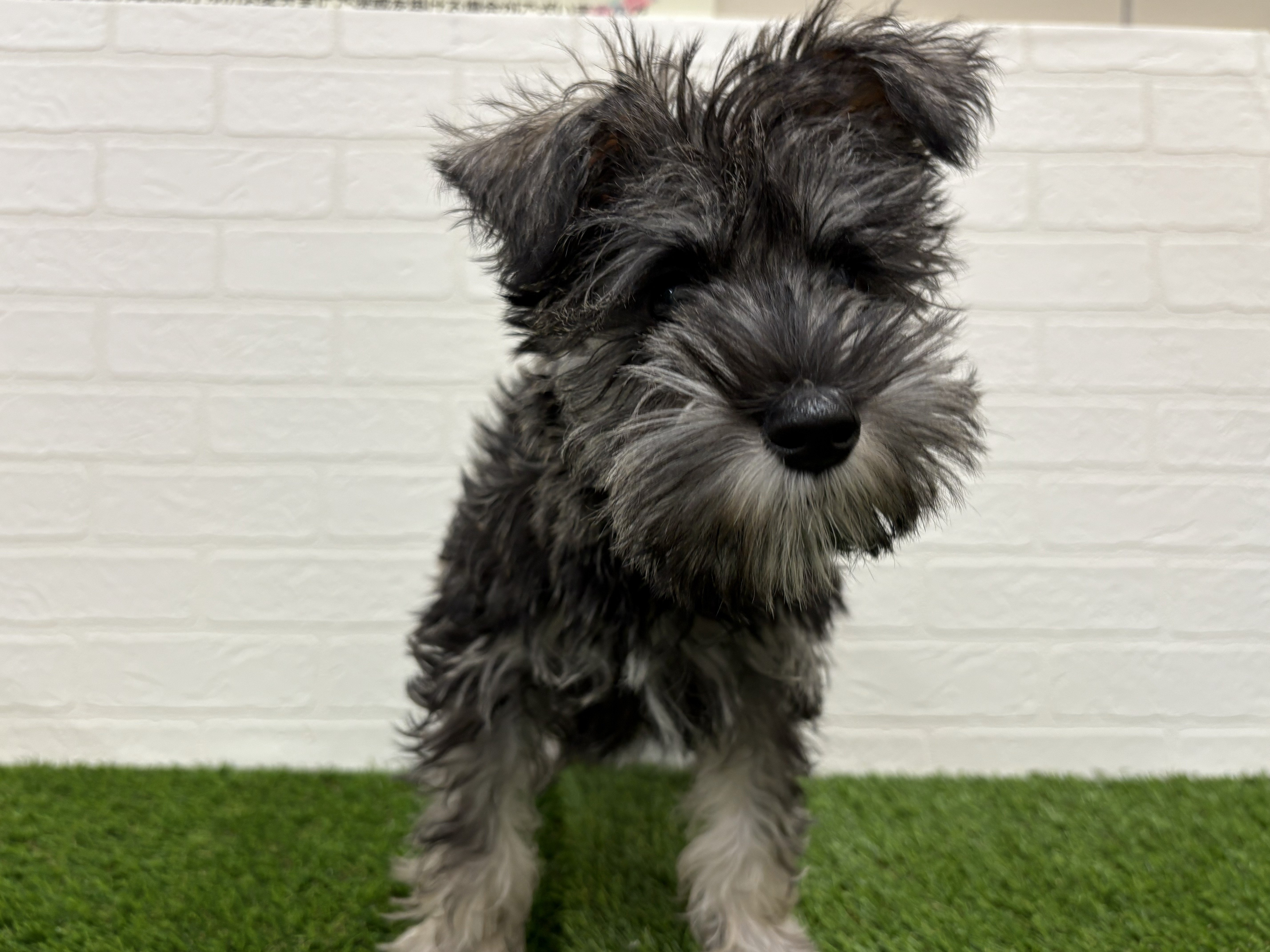 東京都のミニチュアシュナウザー (ワンニャンハウス赤羽店/2025年9月23日生まれ/女の子/ソルトペッパー)の子犬の1枚目の画像