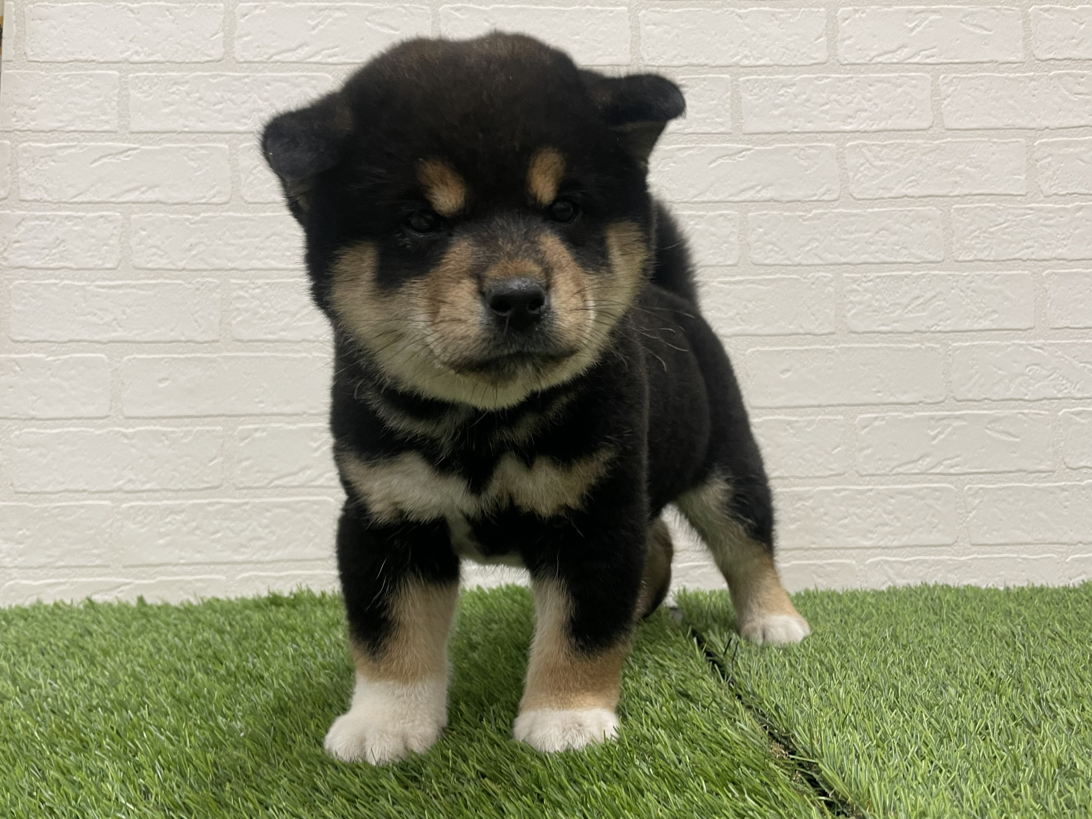 東京都の柴犬(標準サイズ) (ワンニャンハウス赤羽店/2025年11月19日生まれ/男の子/黒)の子犬の2枚目の画像