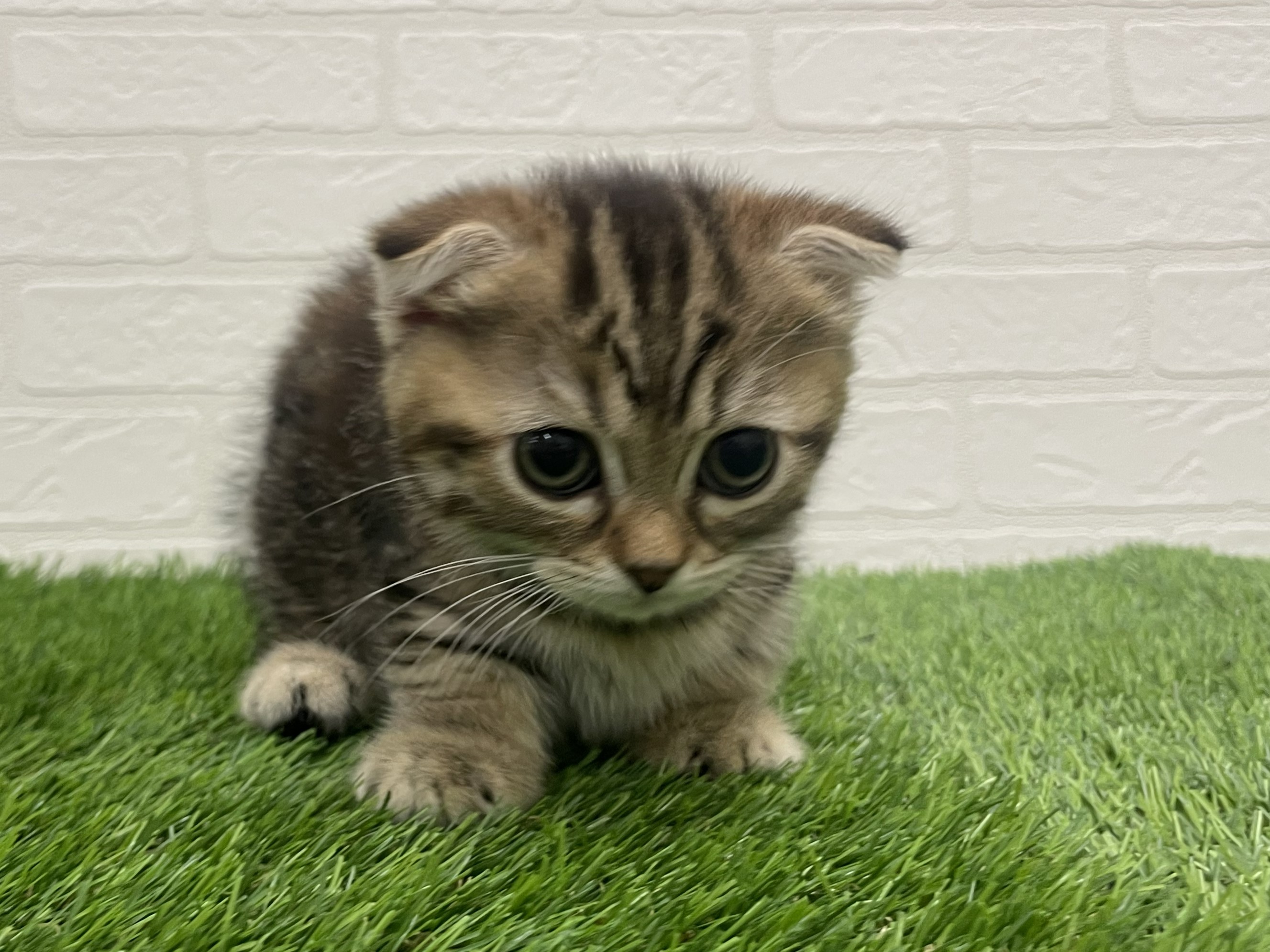 東京都のマンチカン (ワンニャンハウス赤羽店/2025年8月31日生まれ/女の子/ブラウンタビー)の子猫の2枚目の画像