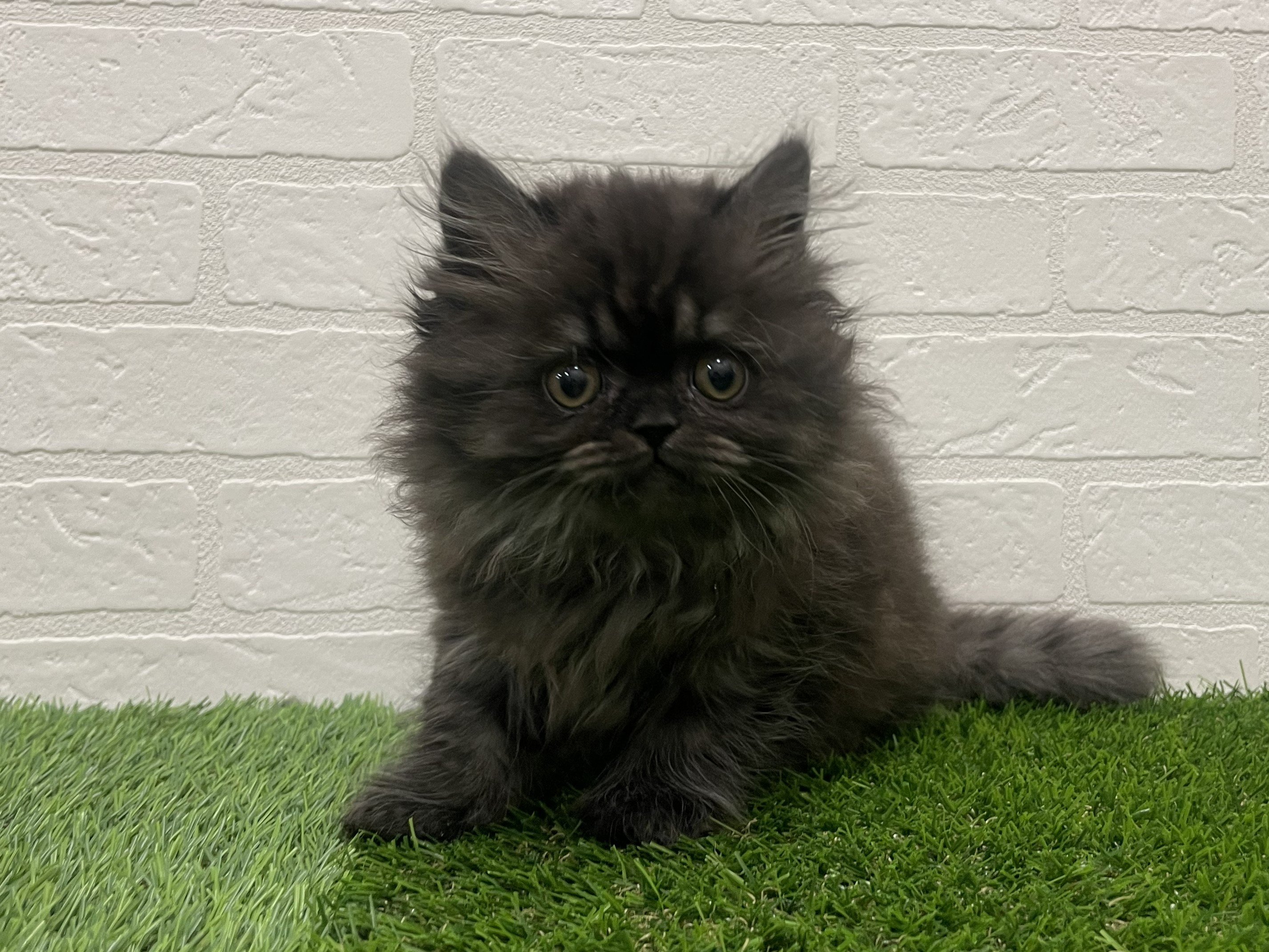 東京都のブリティッシュロングヘアー (ワンニャンハウス赤羽店/2026年1月6日生まれ/女の子/チョコレートスモーク)の子猫の2枚目の画像