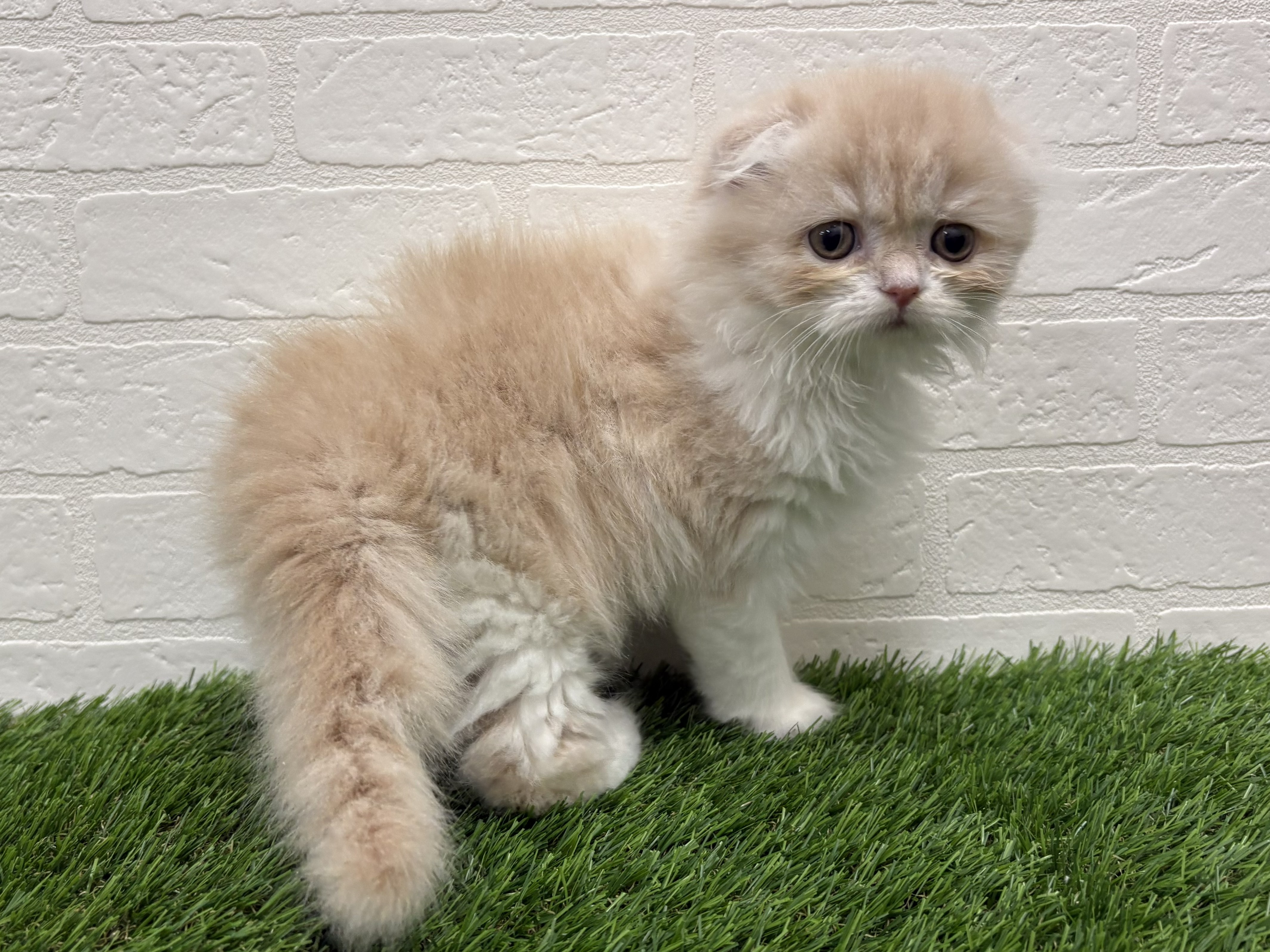 東京都のスコティッシュフォールド (ワンニャンハウス赤羽店/2026年2月15日生まれ/女の子/クリームタビーホワイト)の子猫の2枚目の画像