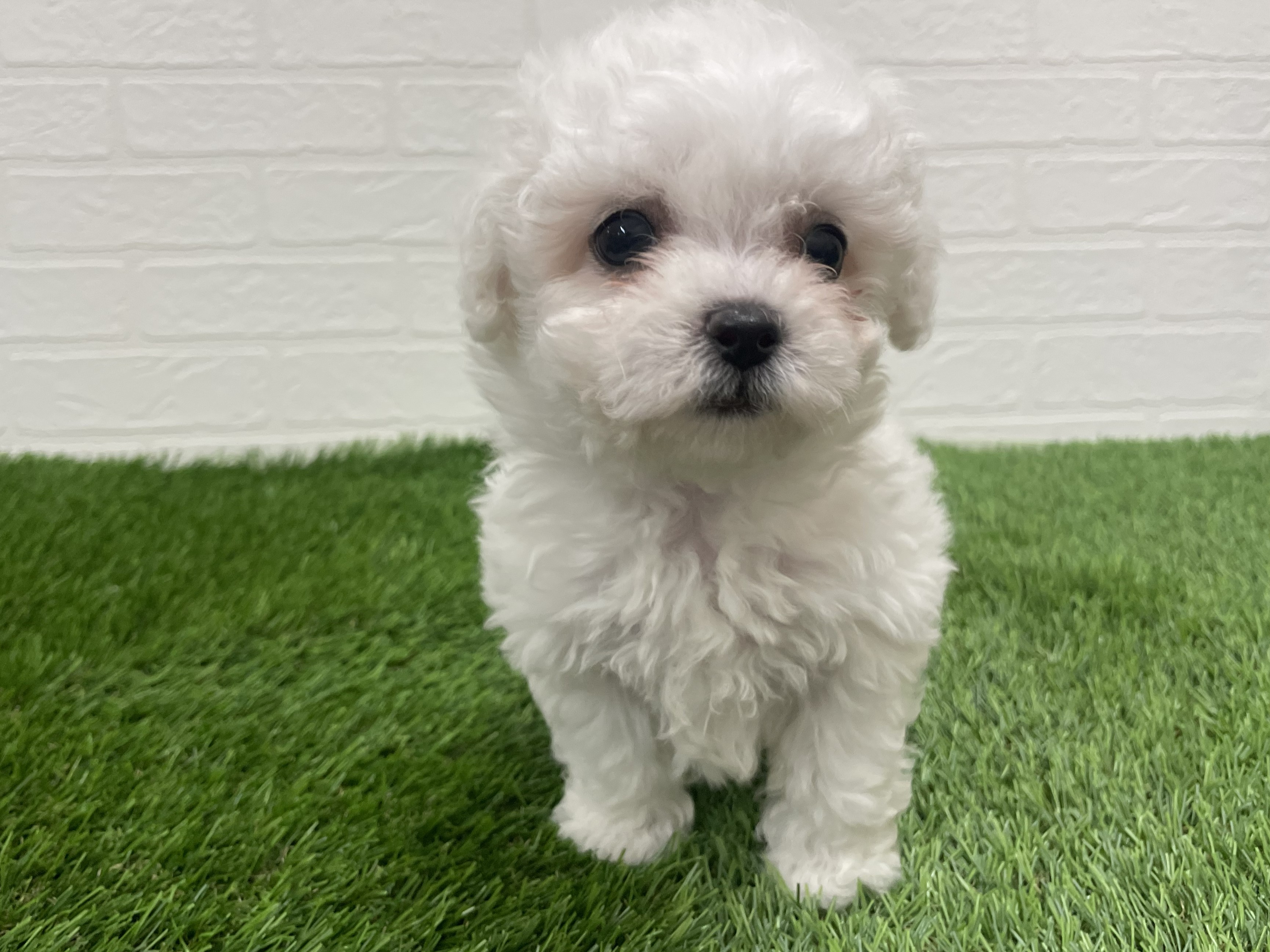 東京都のビションフリーゼ (ワンニャンハウス赤羽店/2025年8月26日生まれ/女の子/ホワイト)の子犬の2枚目の画像