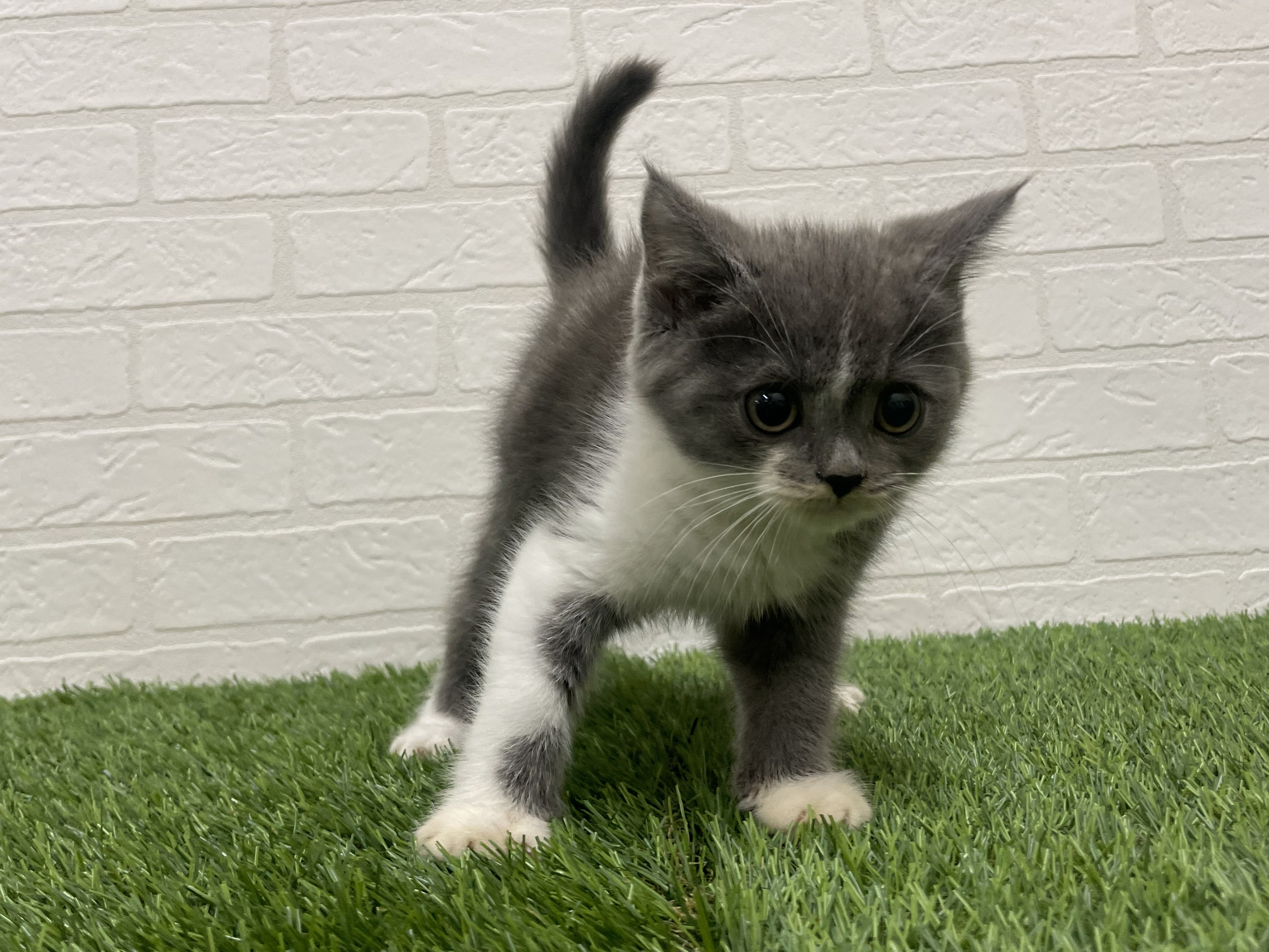 東京都のブリティッシュショートヘアー (ワンニャンハウス赤羽店/2025年11月17日生まれ/男の子/ブルーホワイト)の子猫の2枚目の画像