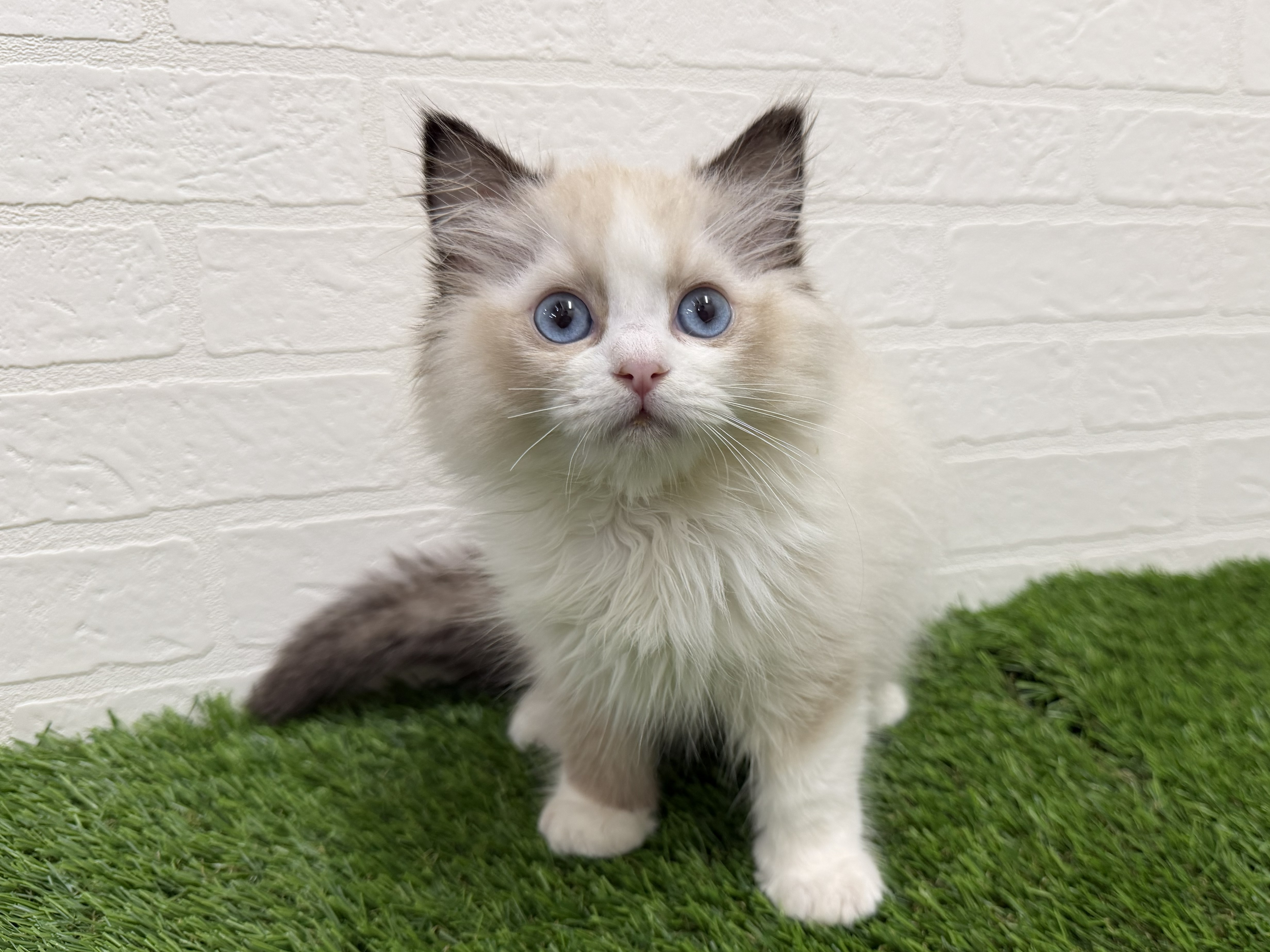 2026年1月24日生まれのラグドール