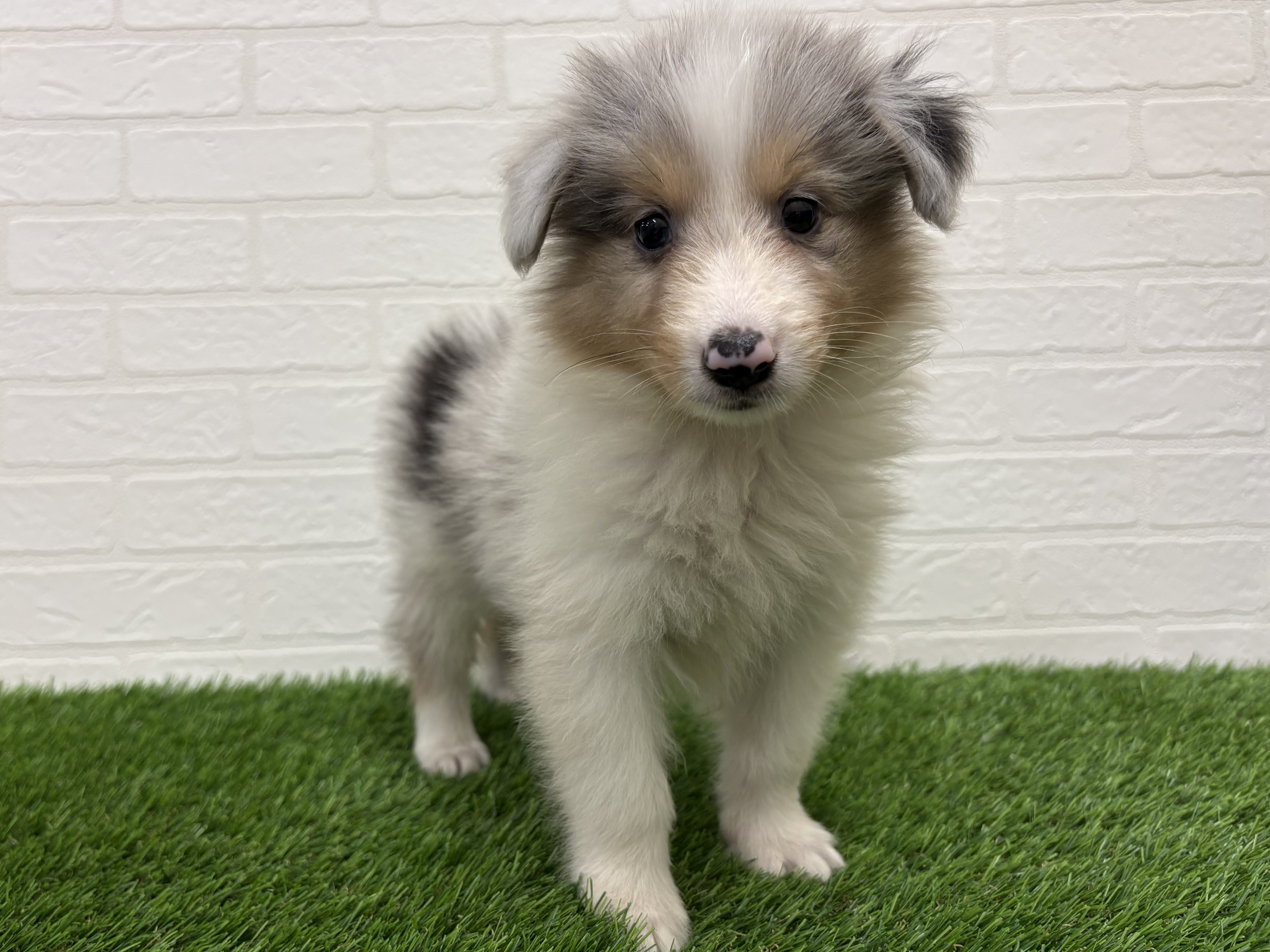 東京都のハーフ犬・ミックス犬 (ワンニャンハウス赤羽店/2026年2月22日生まれ/男の子/ブルーマールタンホワイト)の子犬の2枚目の画像