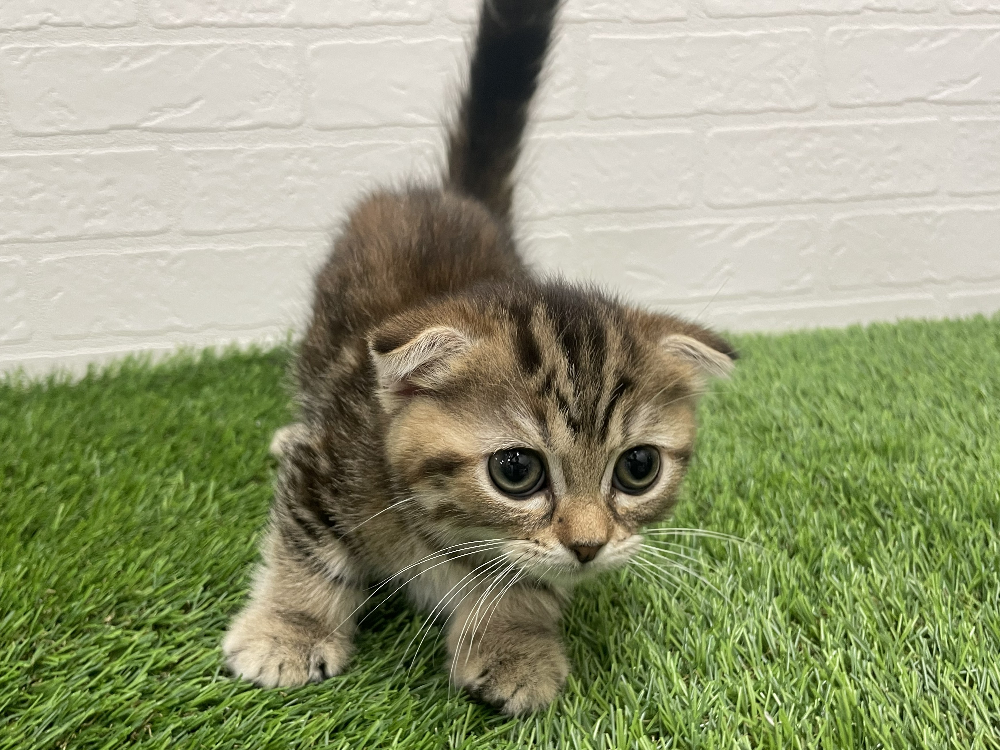 東京都のマンチカン (ワンニャンハウス赤羽店/2025年8月31日生まれ/女の子/ブラウンタビー)の子猫の3枚目の画像