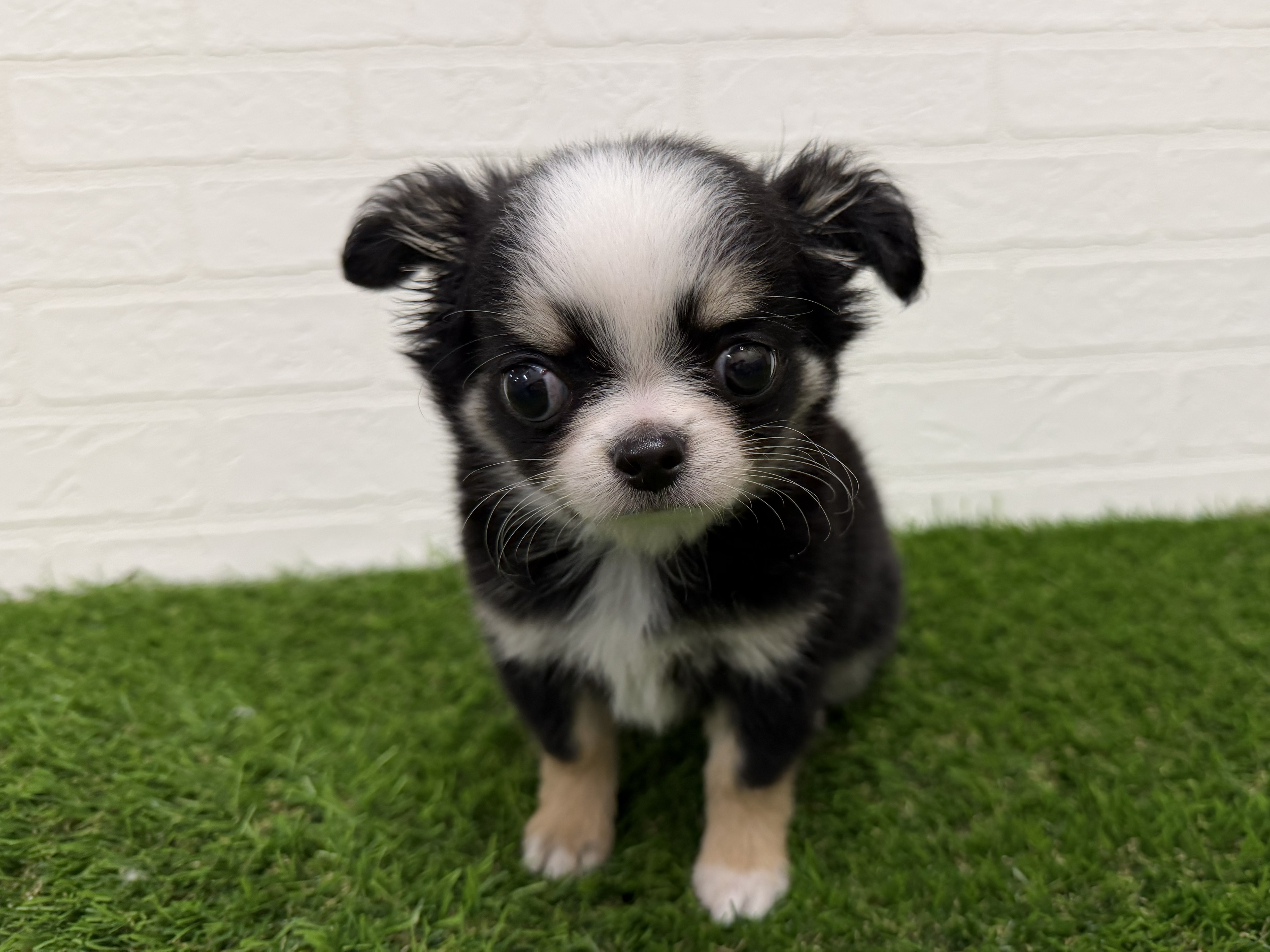 東京都のチワワ(ロング) (ワンニャンハウス赤羽店/2026年1月30日生まれ/男の子/ブラックタンホワイト)の子犬の1枚目の画像