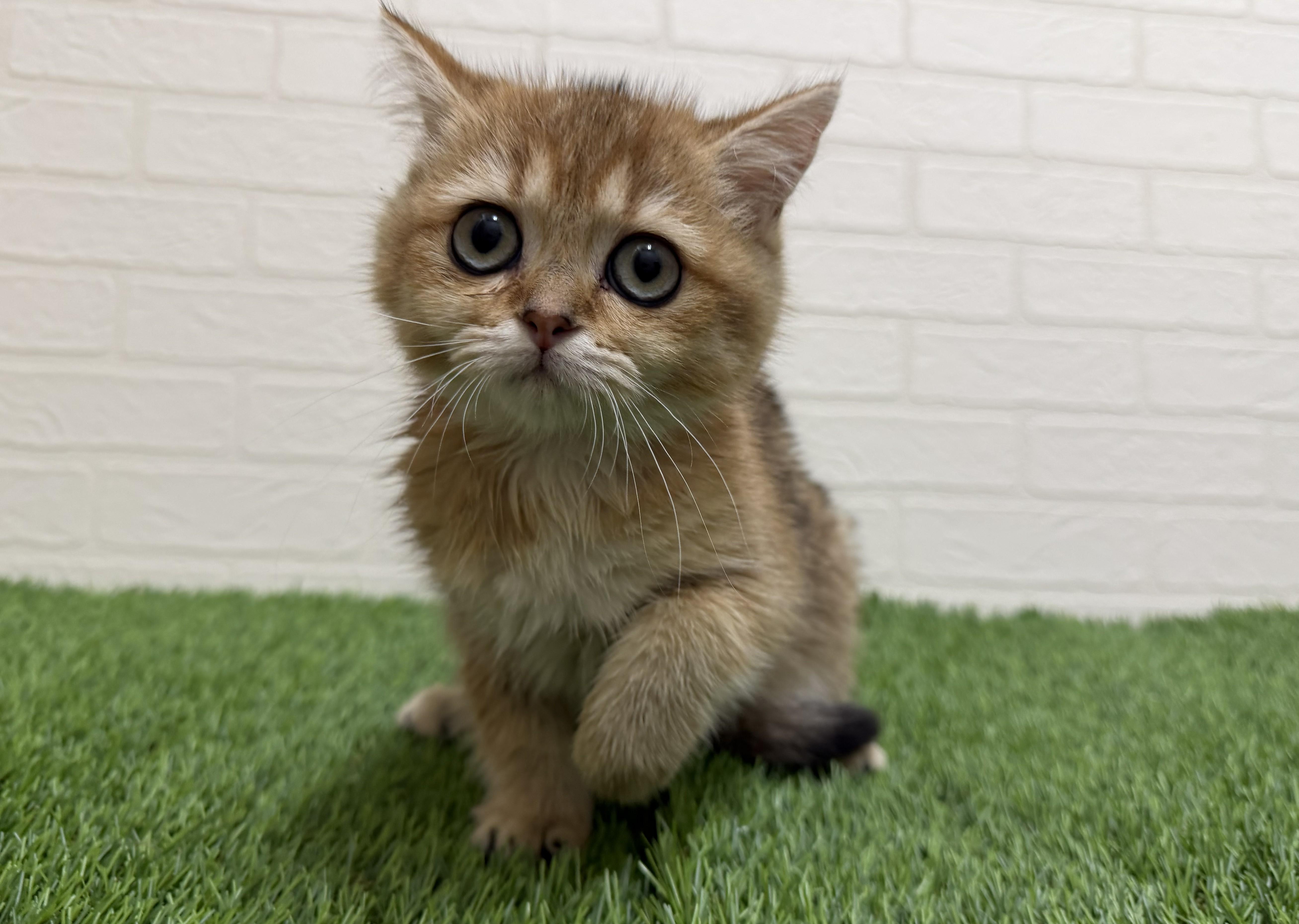 東京都のブリティッシュショートヘアー (ワンニャンハウス赤羽店/2026年1月10日生まれ/女の子/ブラックゴールデンシェーデット)の子猫の2枚目の画像