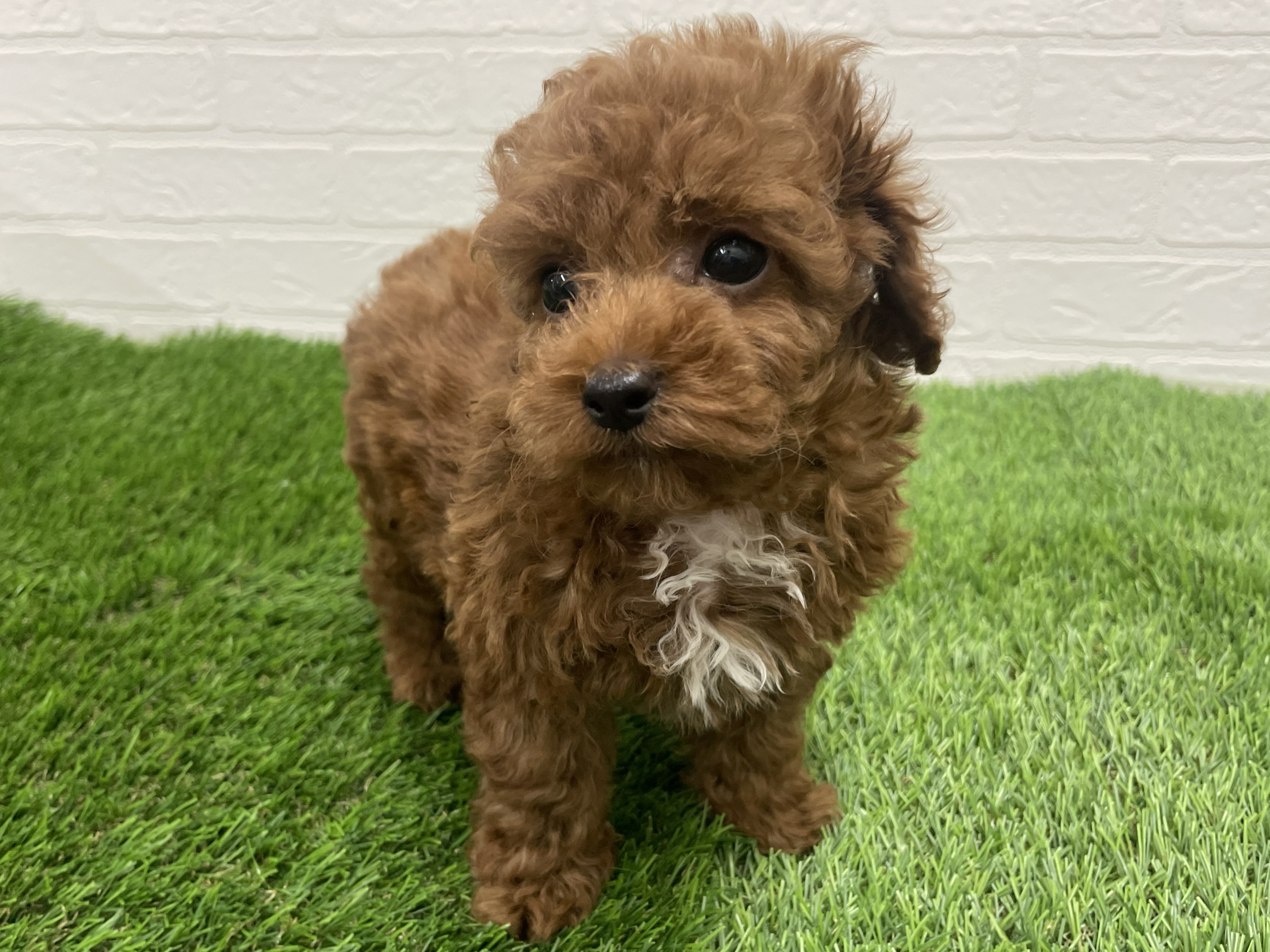 東京都のトイプードル(トイ) (ワンニャンハウス赤羽店/2025年8月28日生まれ/男の子/レッド)の子犬の2枚目の画像