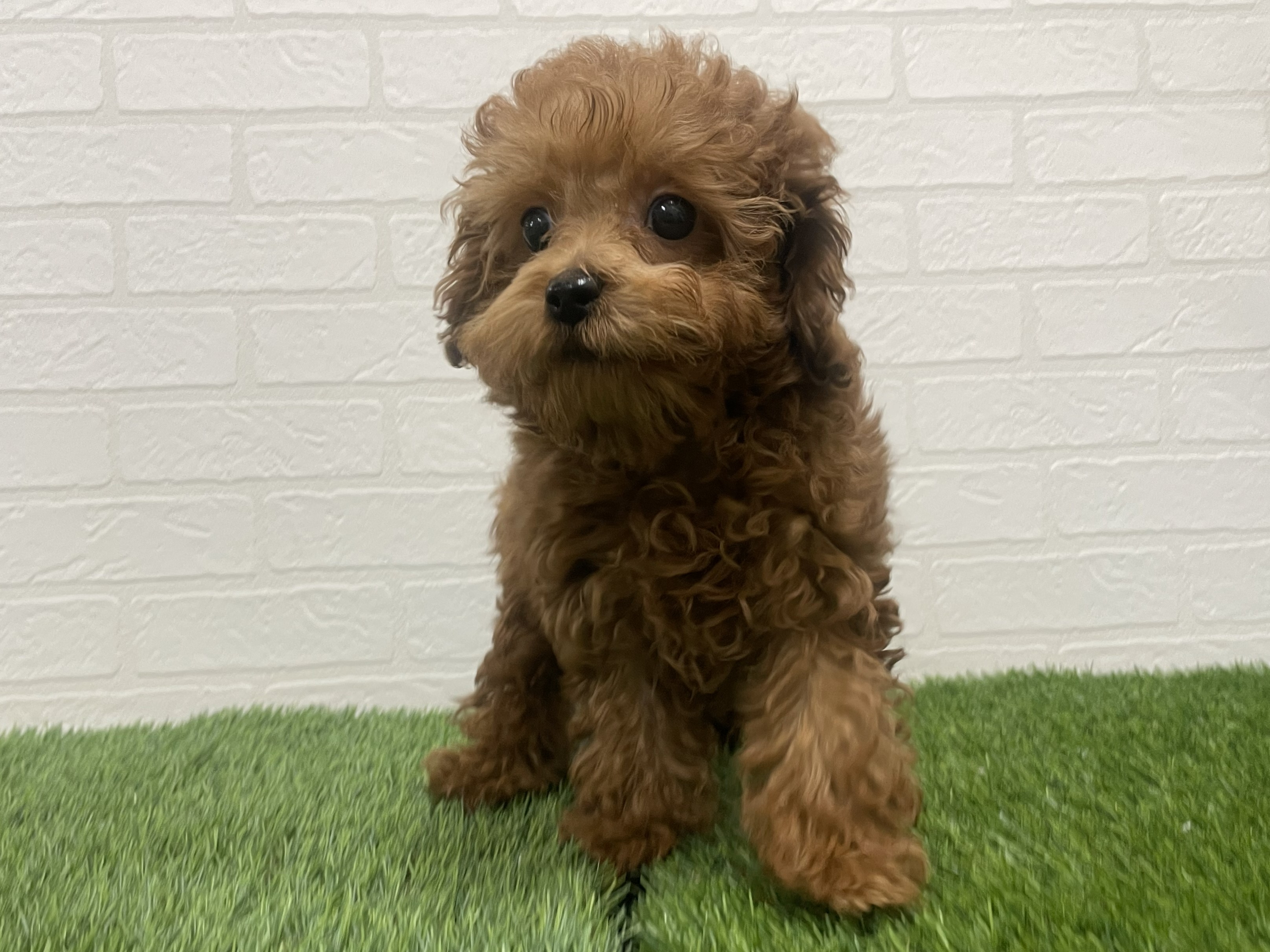 東京都のトイプードル(トイ) (ワンニャンハウス赤羽店/2025年10月20日生まれ/女の子/レッドフォーン)の子犬の3枚目の画像