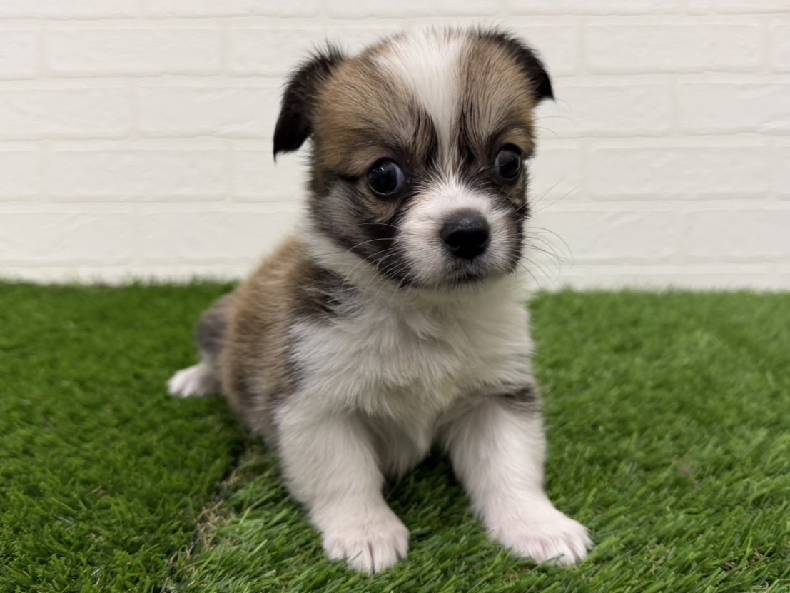 東京都のハーフ犬・ミックス犬 (ワンニャンハウス赤羽店/2026年8月2日生まれ/女の子/レッドホワイト)の子犬の3枚目の画像